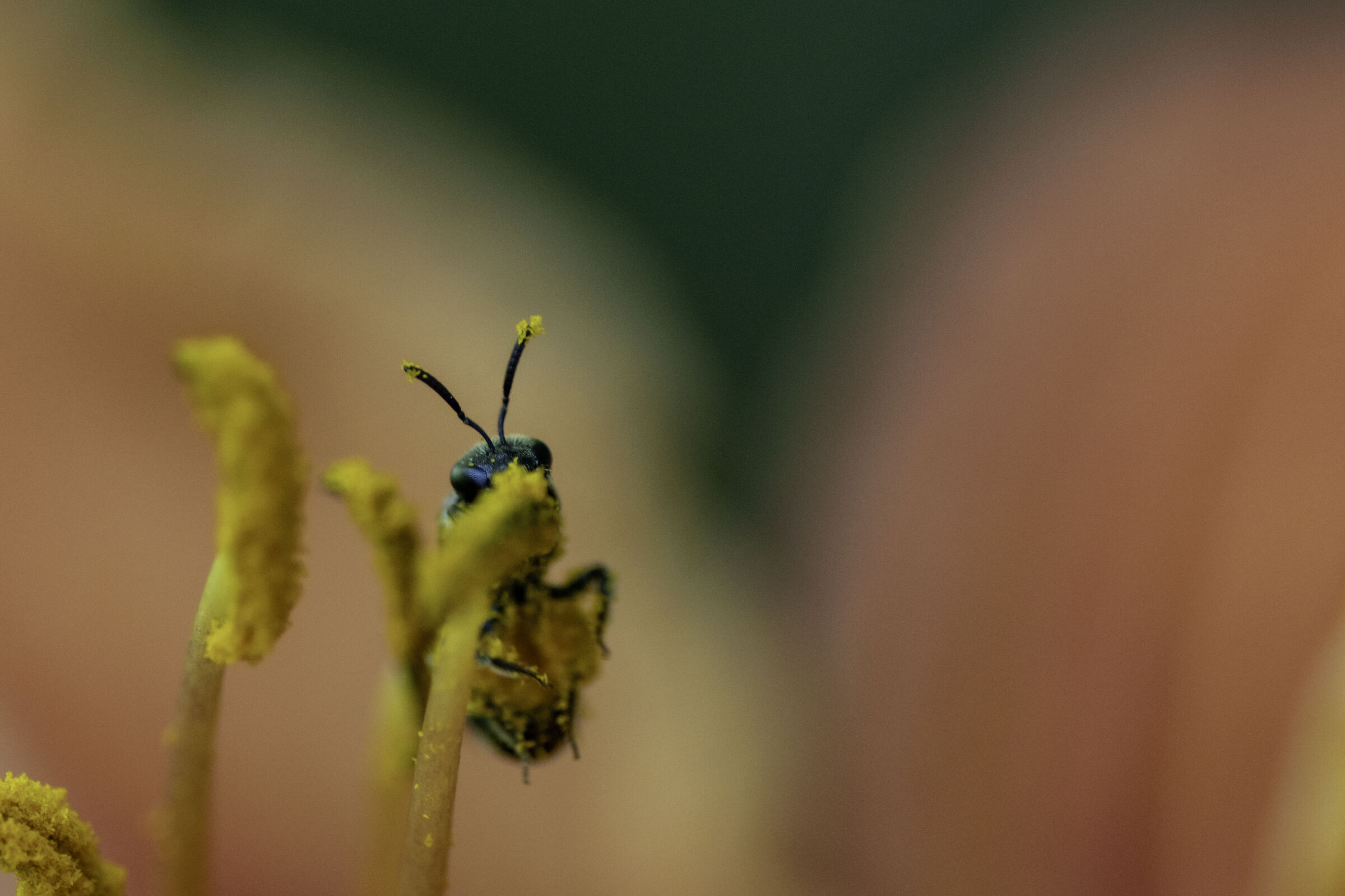 Lasioglossum