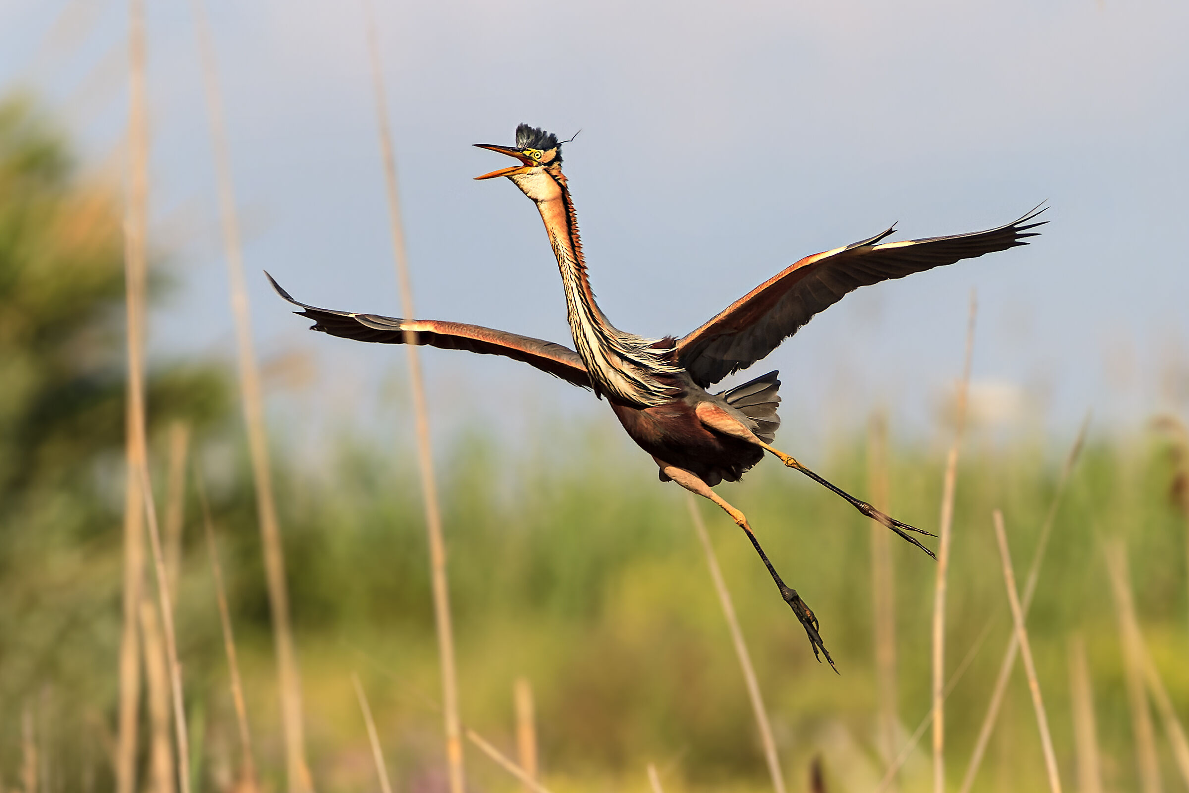 Purple heron