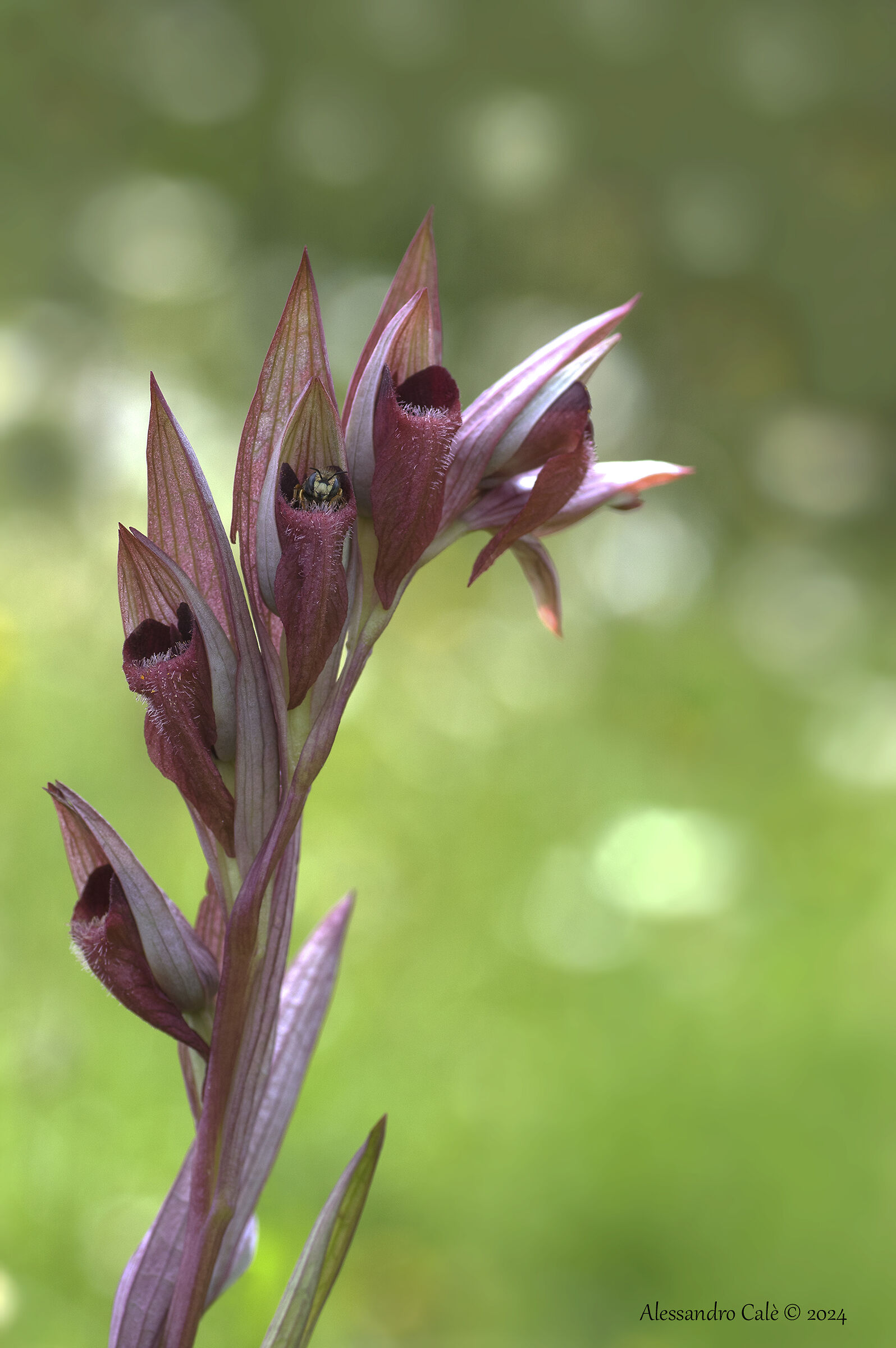 Serapias vomeracea 2368