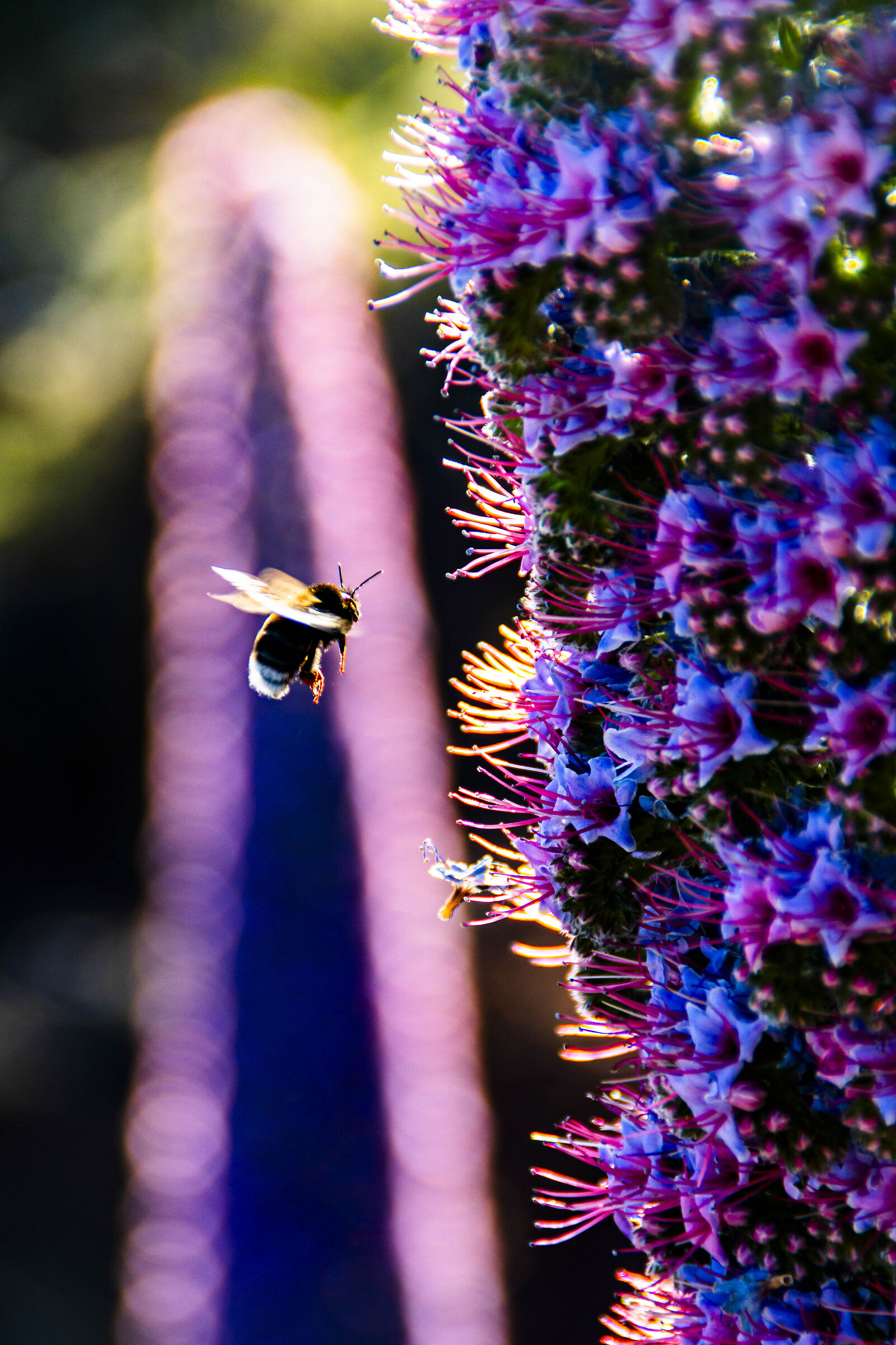 abeja en Tajinastes rosado