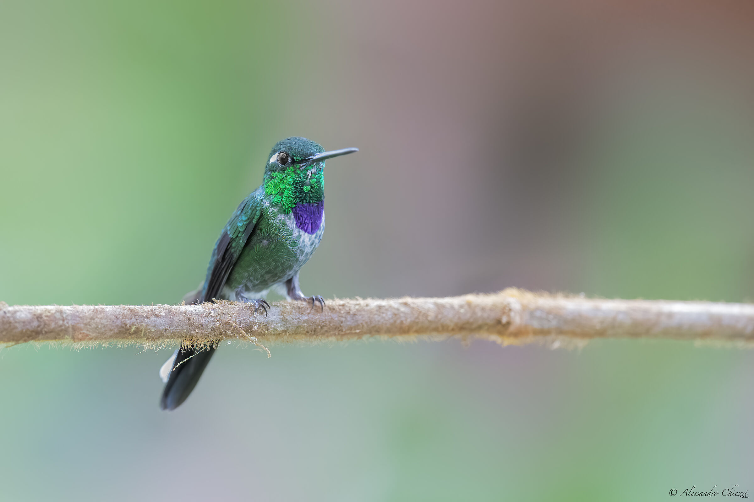 Puntabianca golaviola