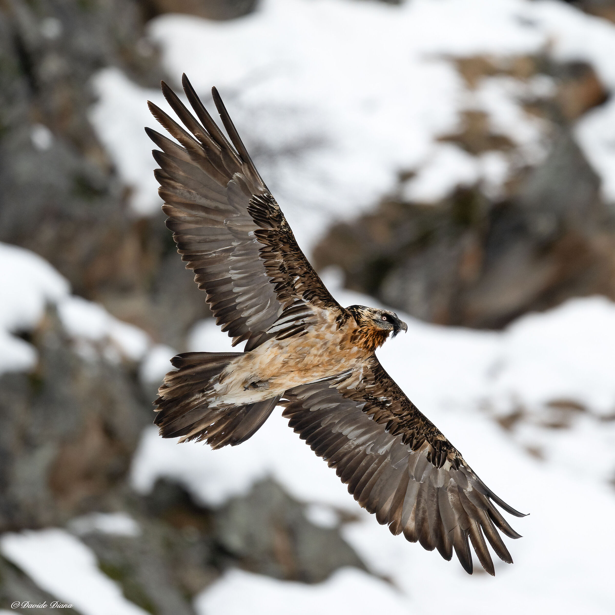 Gypaetus barbatus - Gran Paradiso National Park