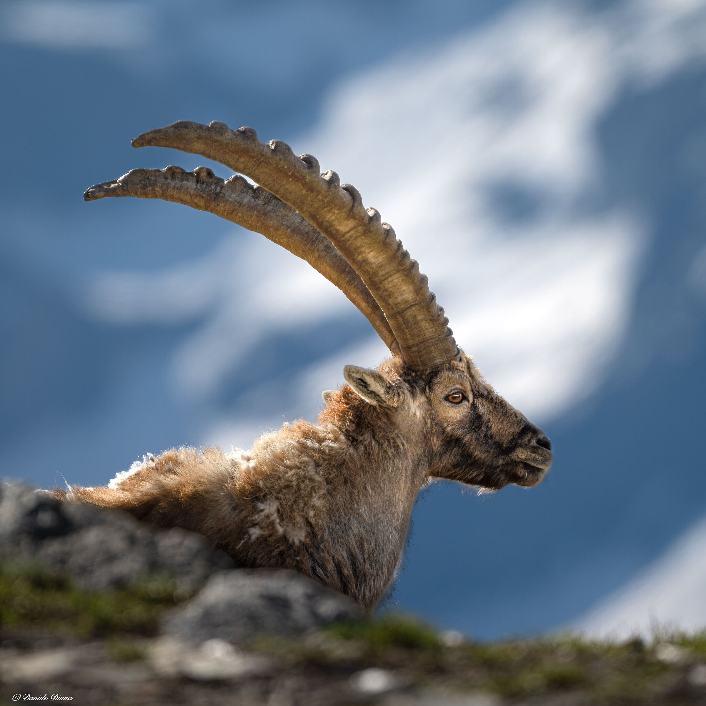 Ibex - Gran Paradiso National Park