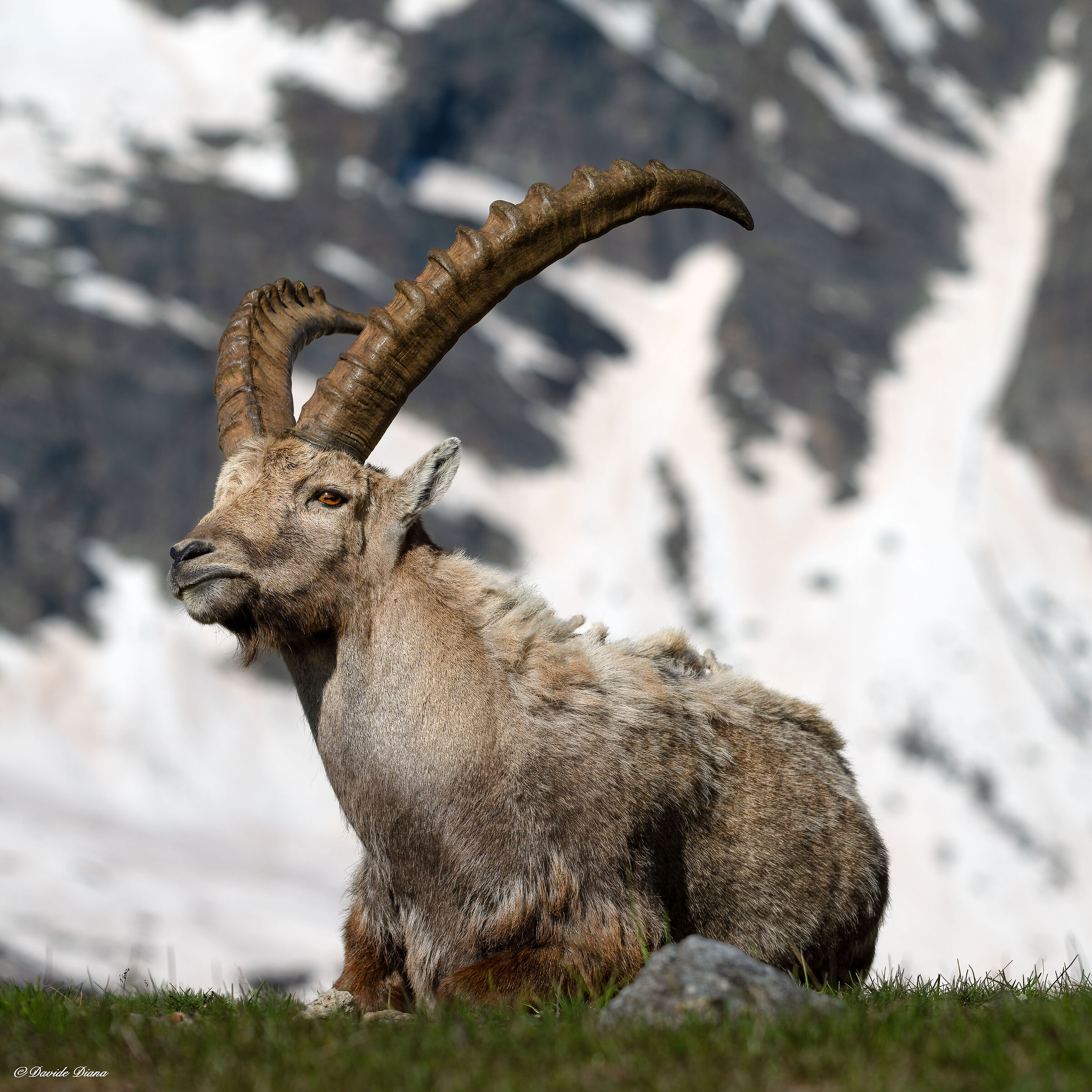 Ibex - Gran Paradiso National Park