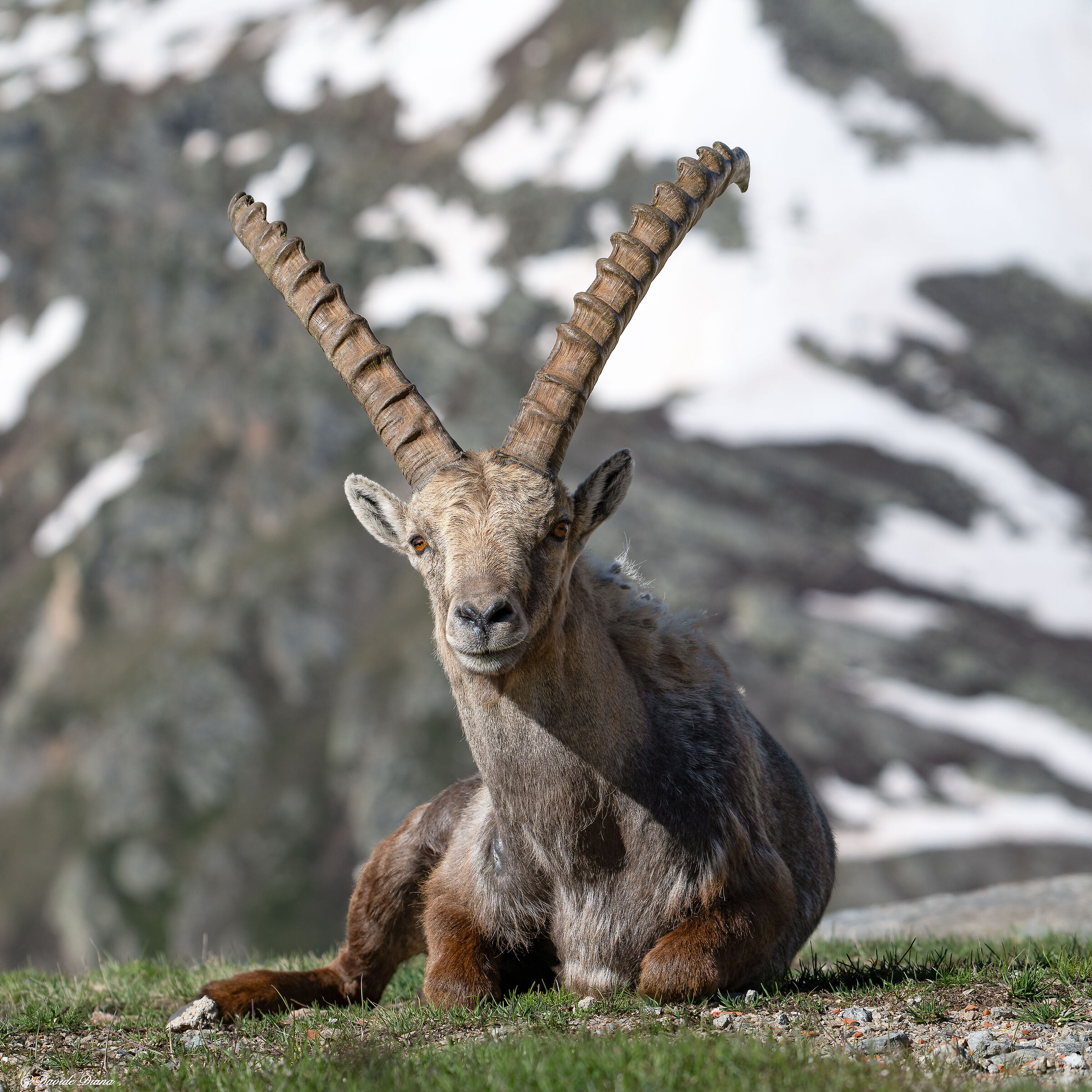 Ibex - Gran Paradiso National Park