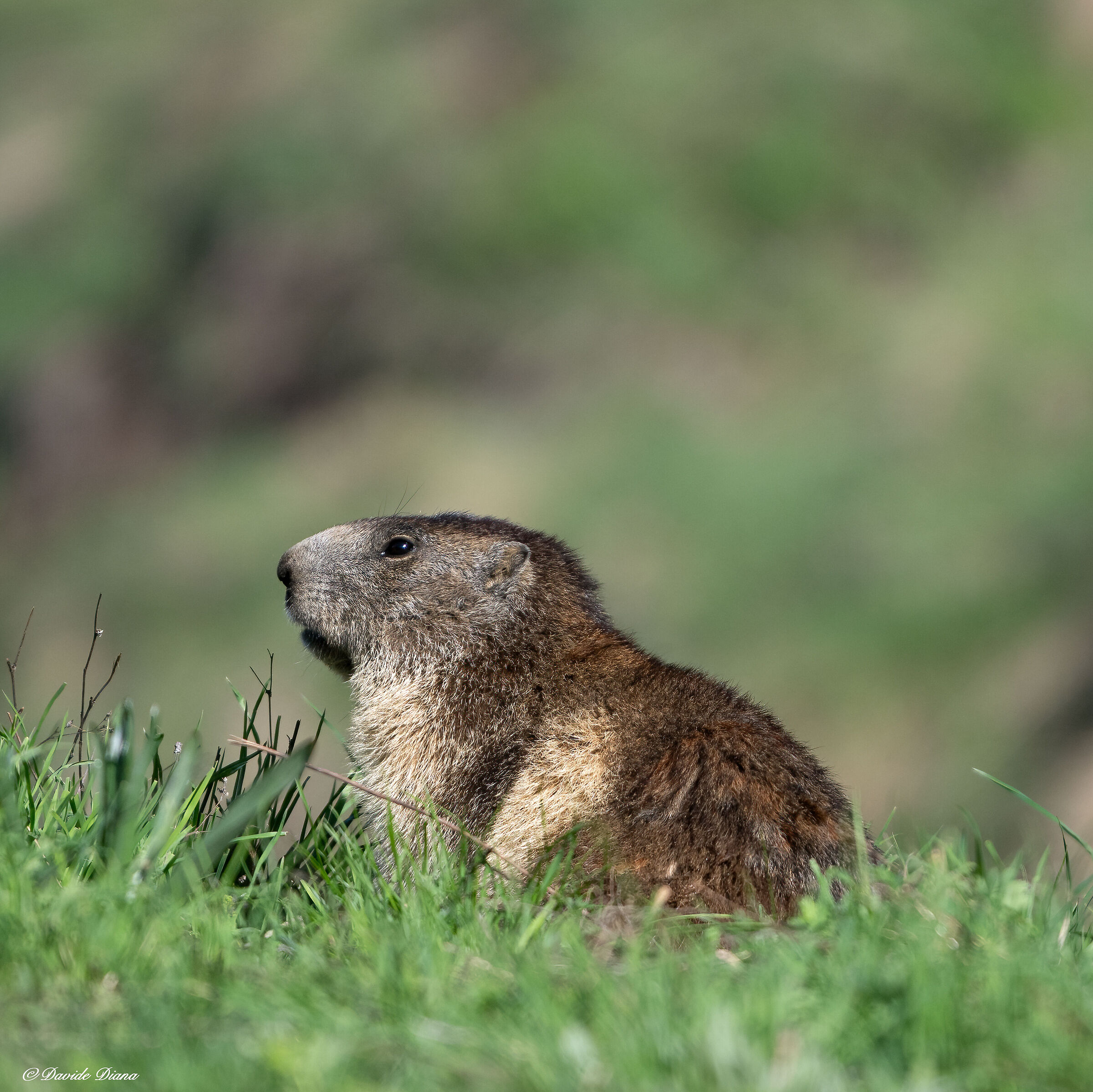 Marmot