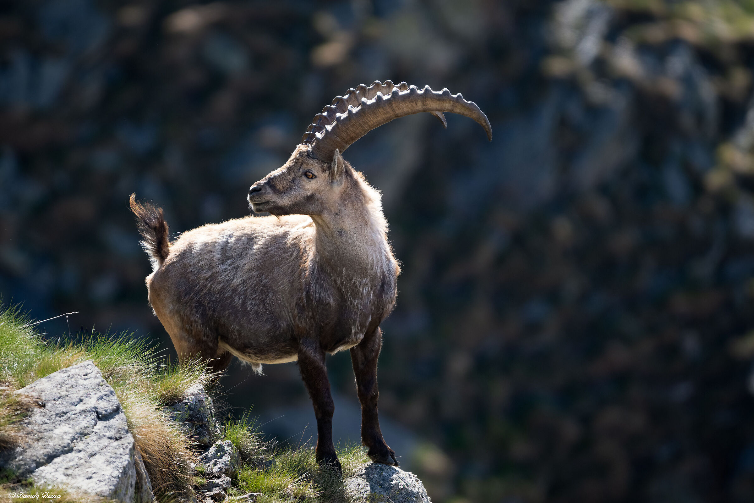 Ibex