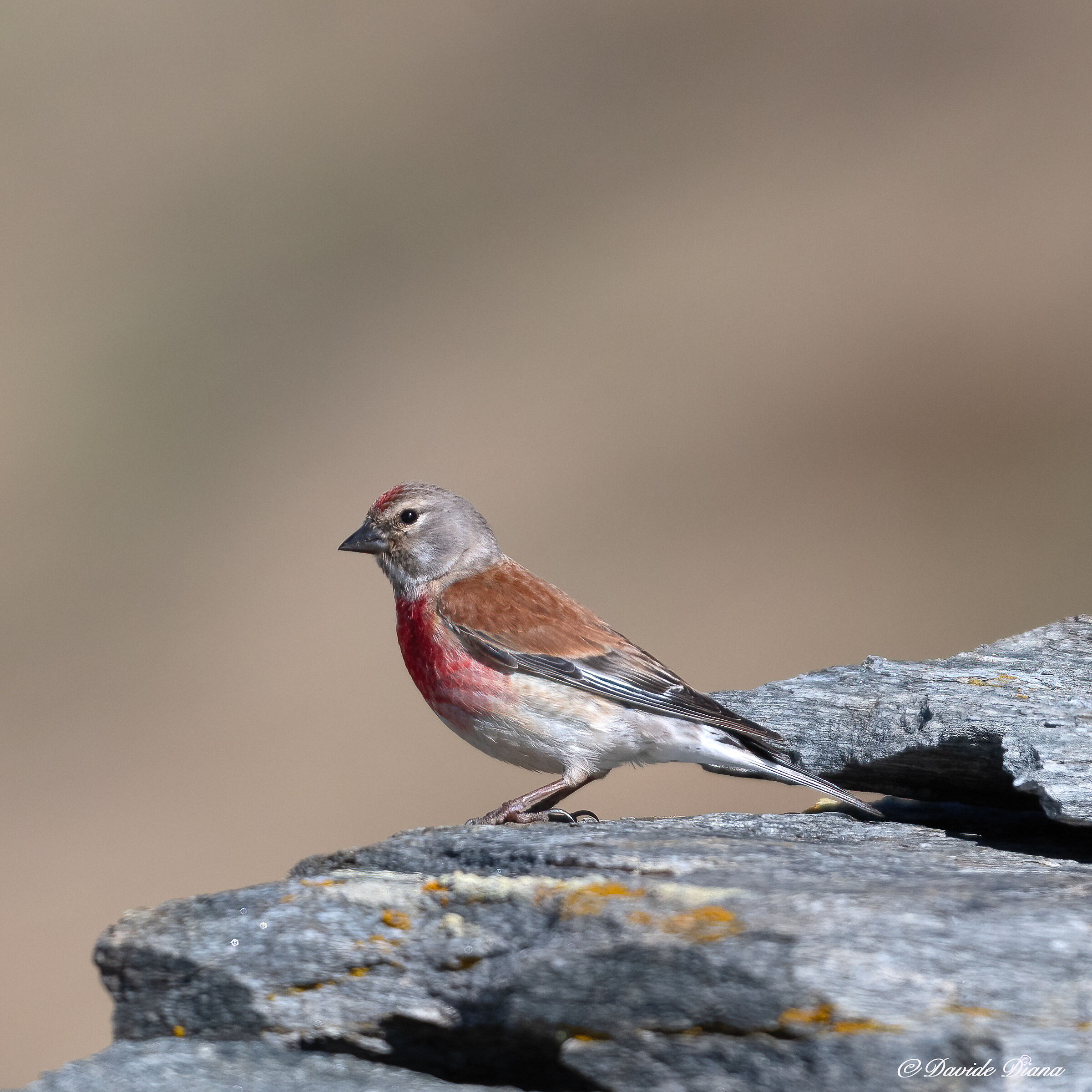 Linnet