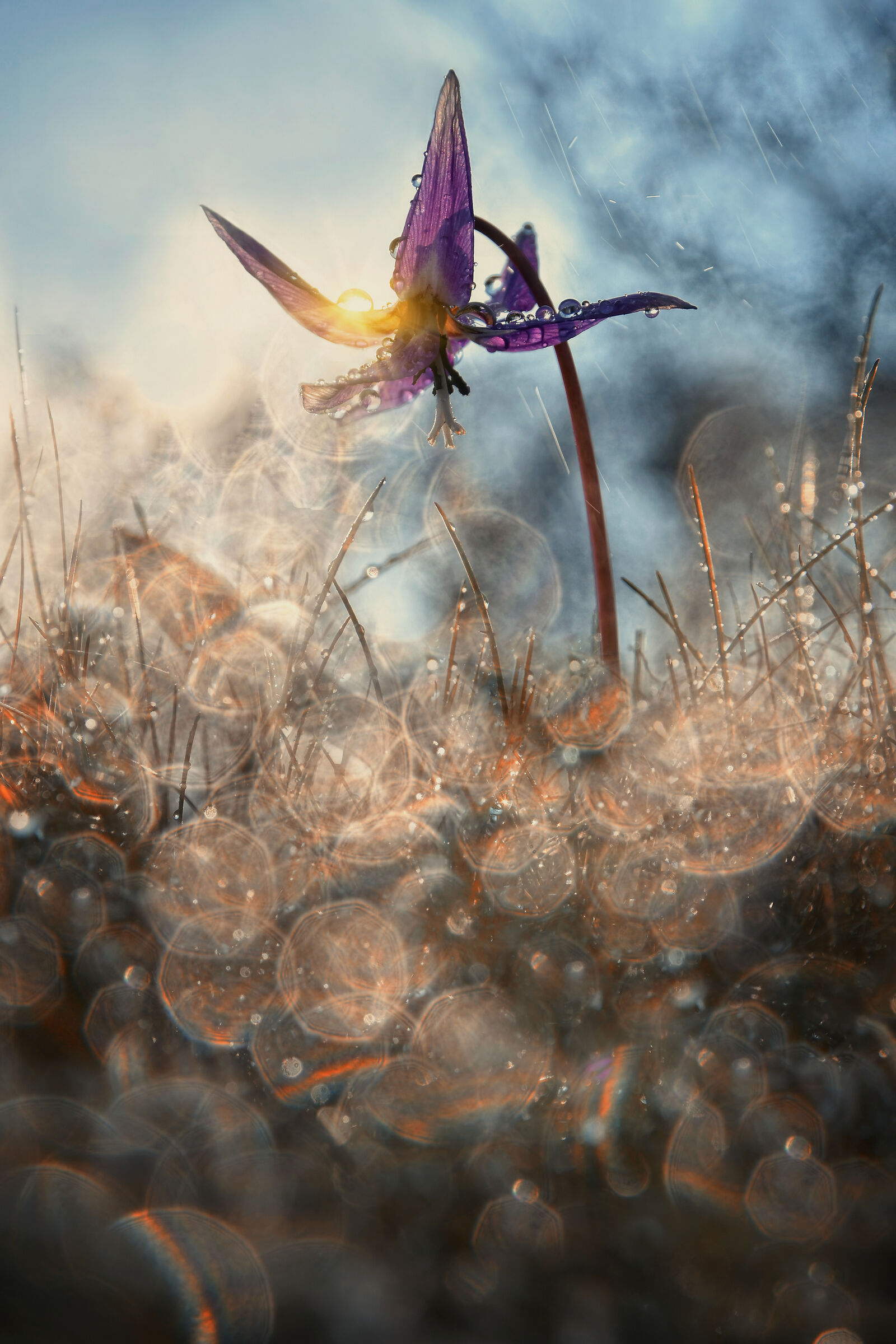 Nell'erba al tramonto