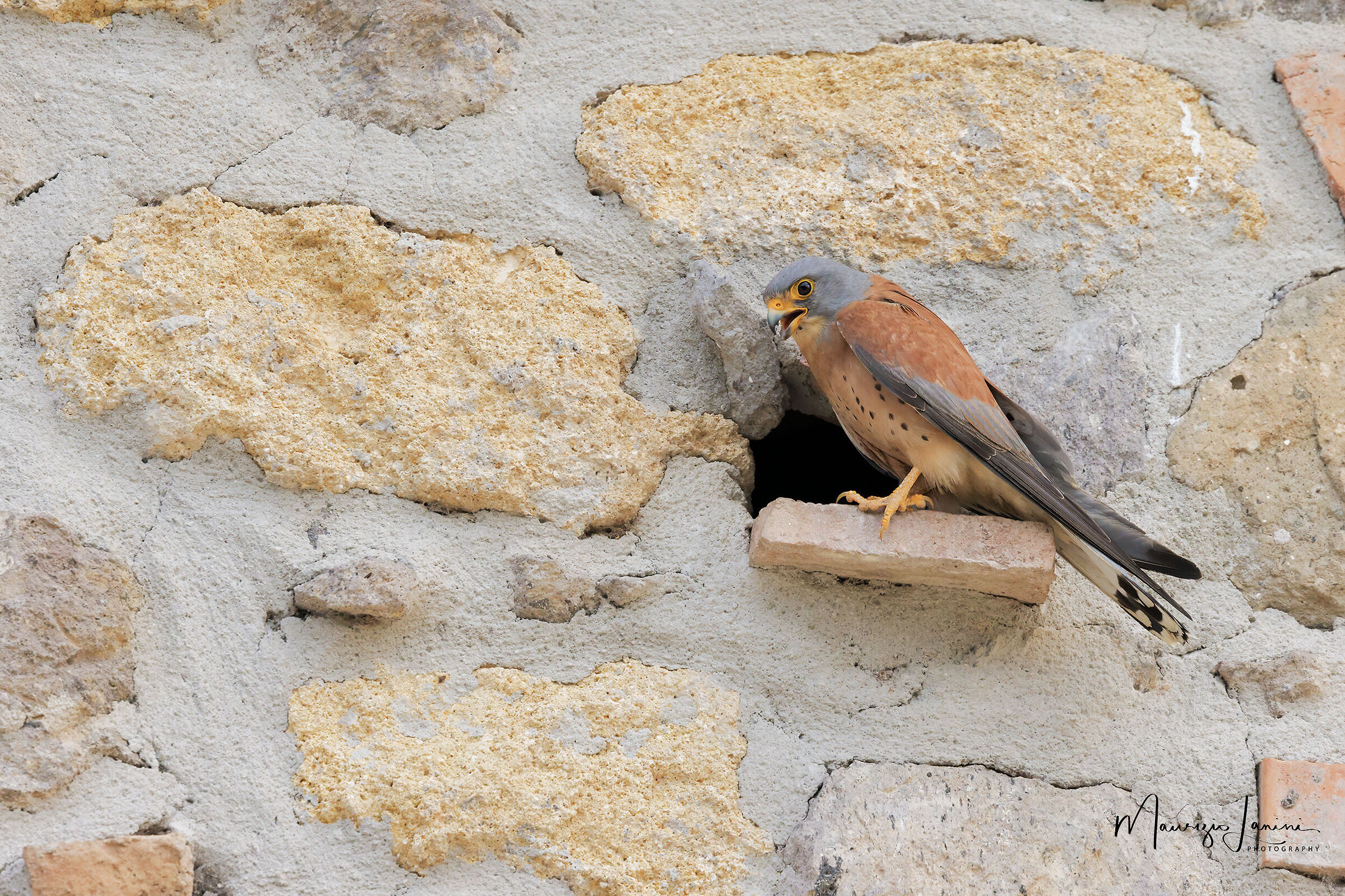 Falco grillaio maschio