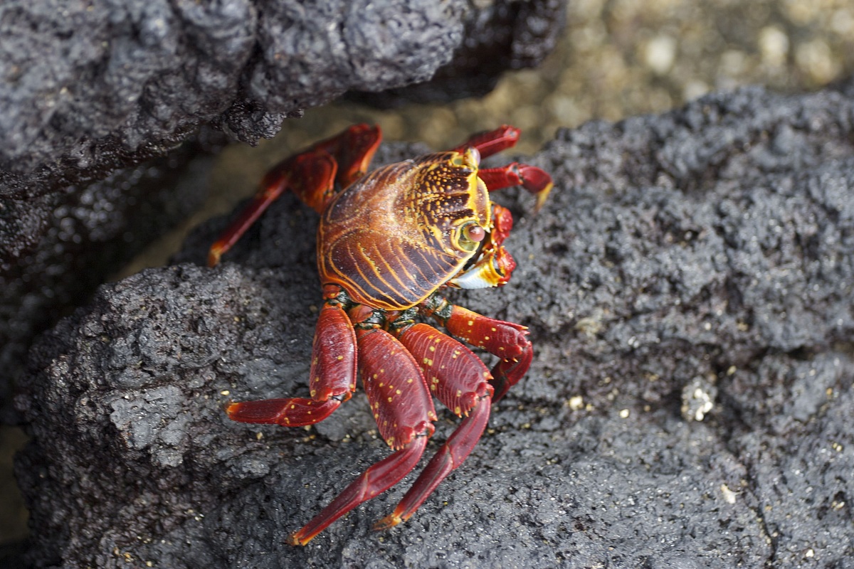 Red Crab