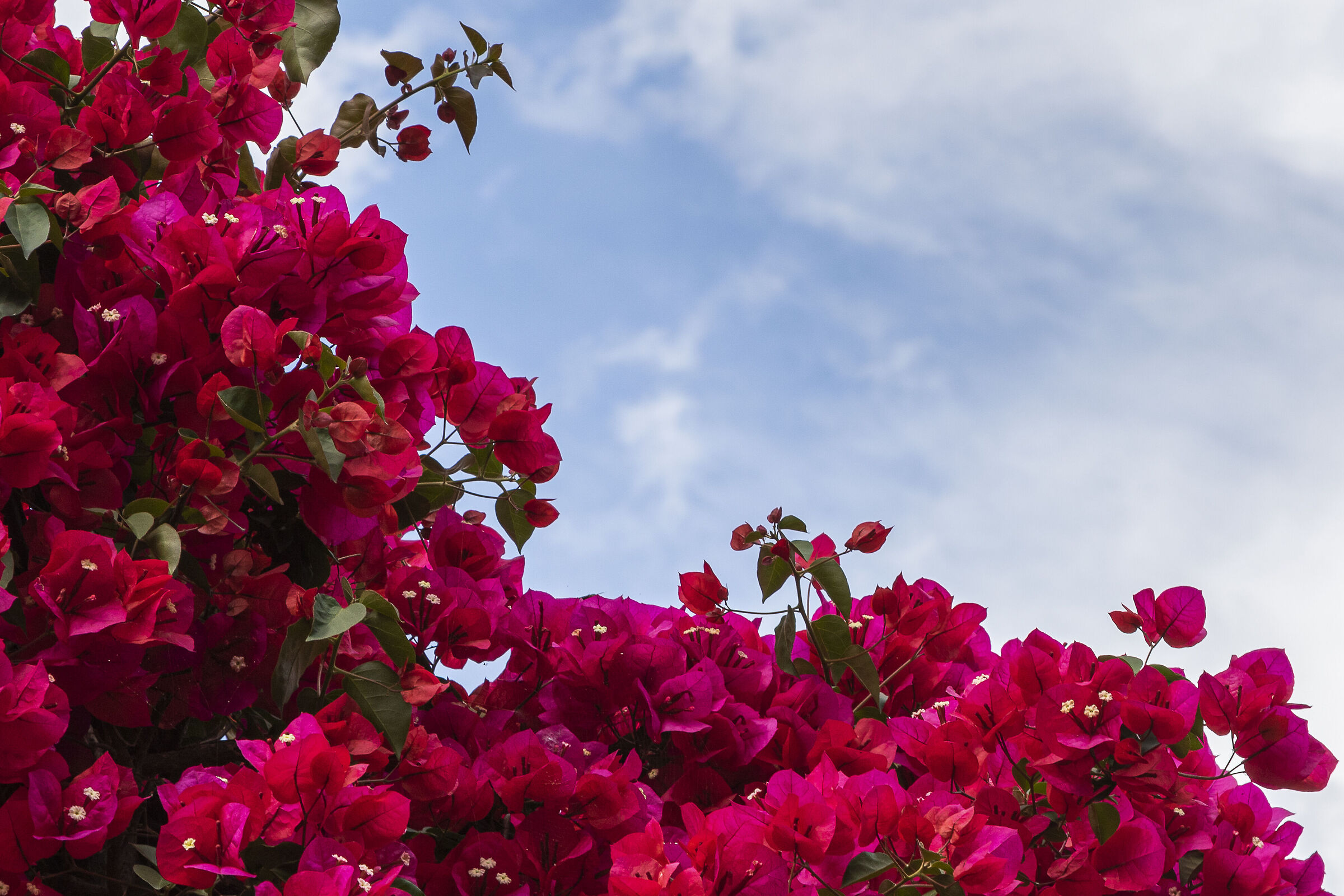 Bougainvillea
