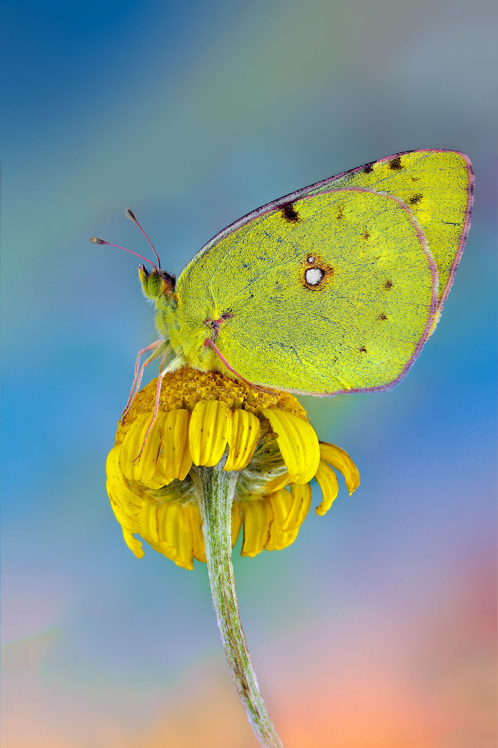 colias