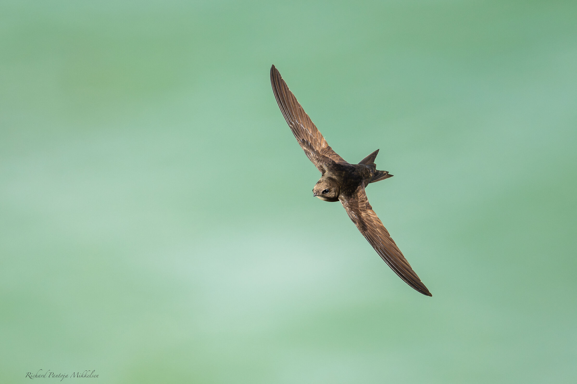 Common swift