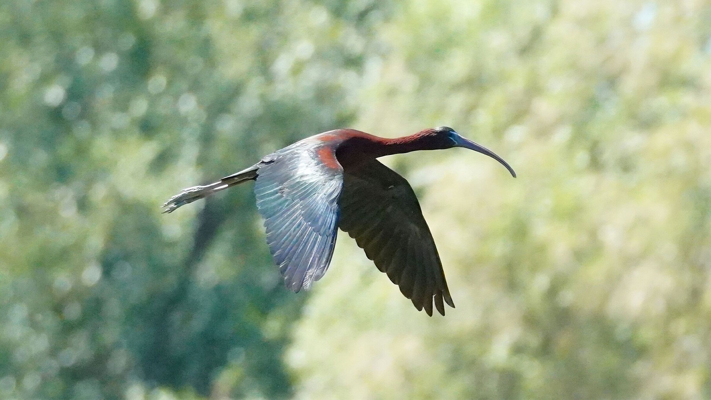 Glossy ibis