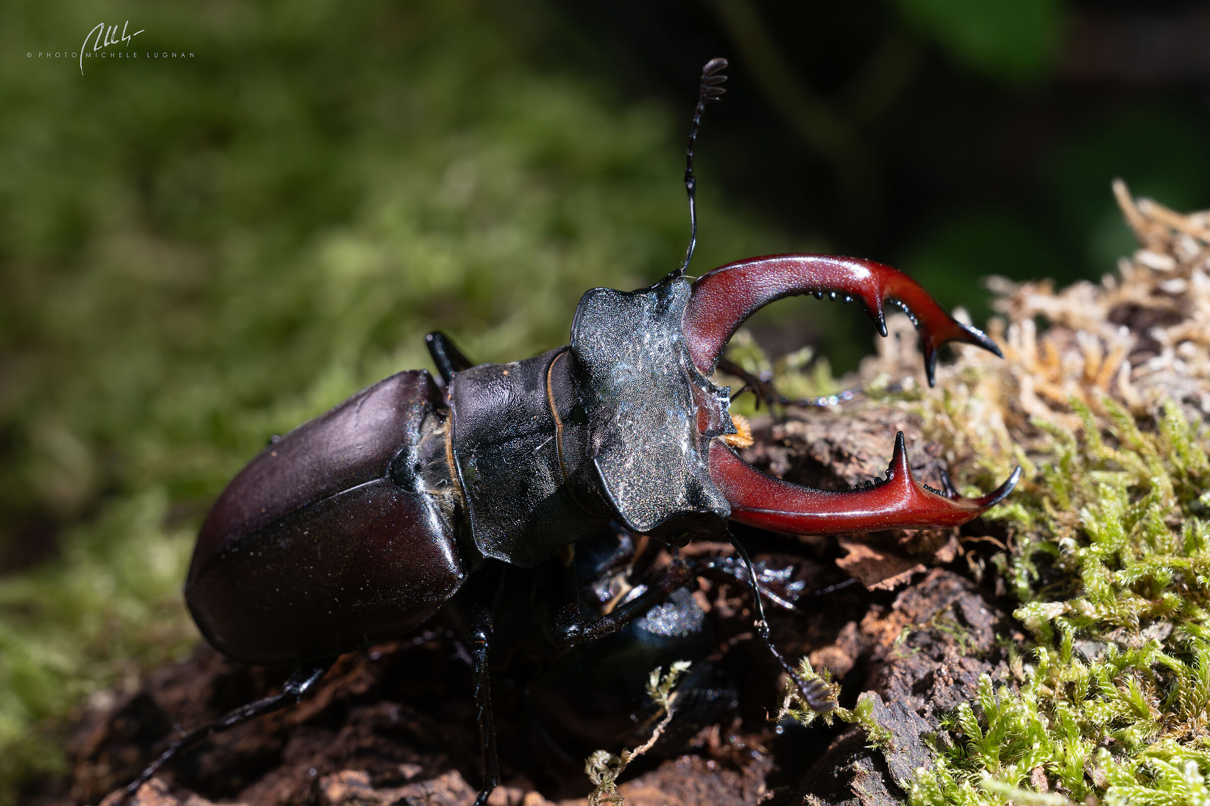 Lucanus cervus (stag beetle)