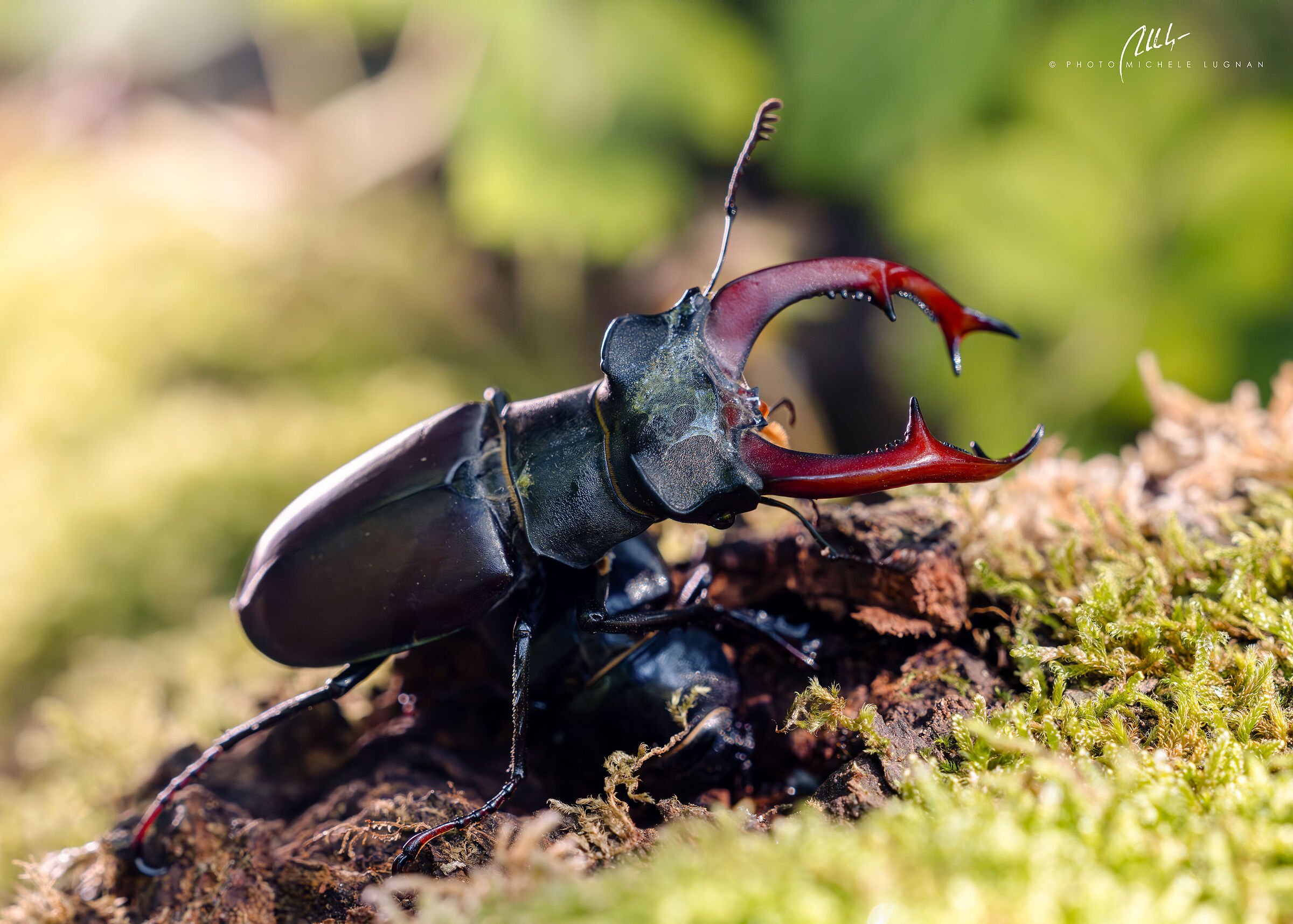 Lucanus cervus (stag beetle)