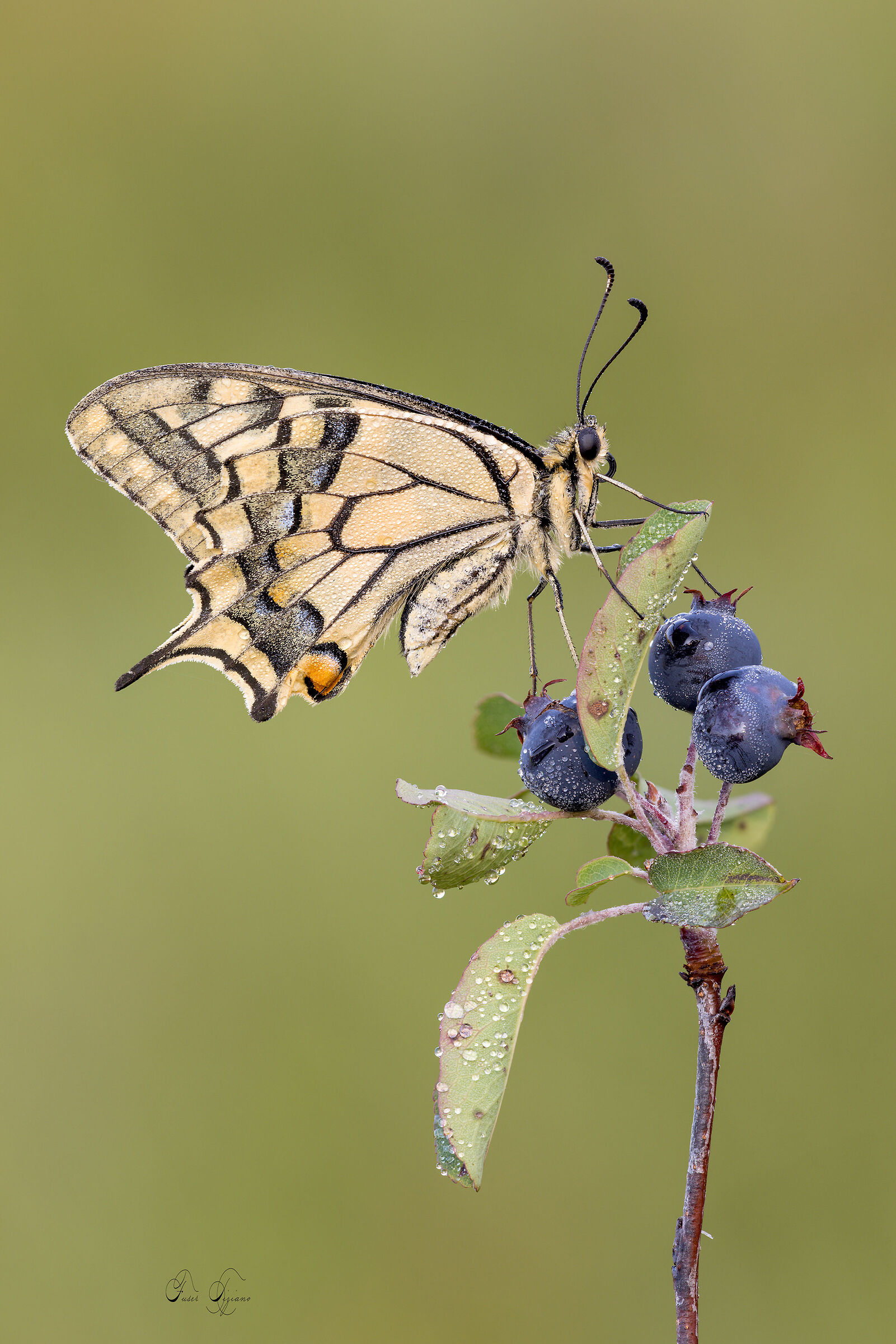 Papilio machaon