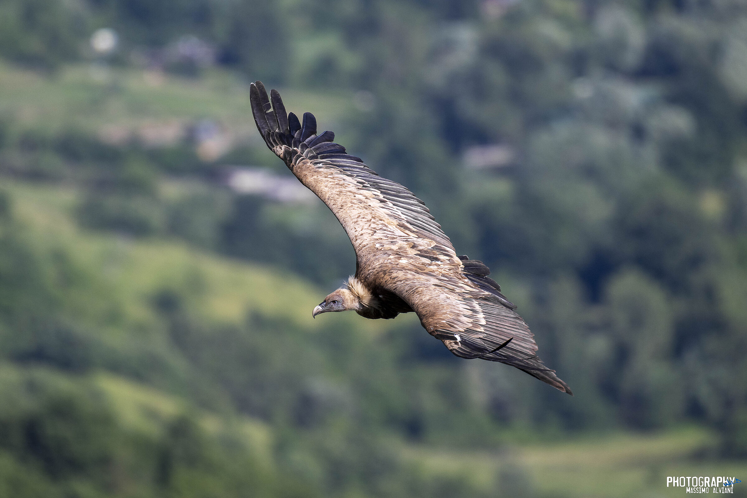 voleggiare nel cielo.