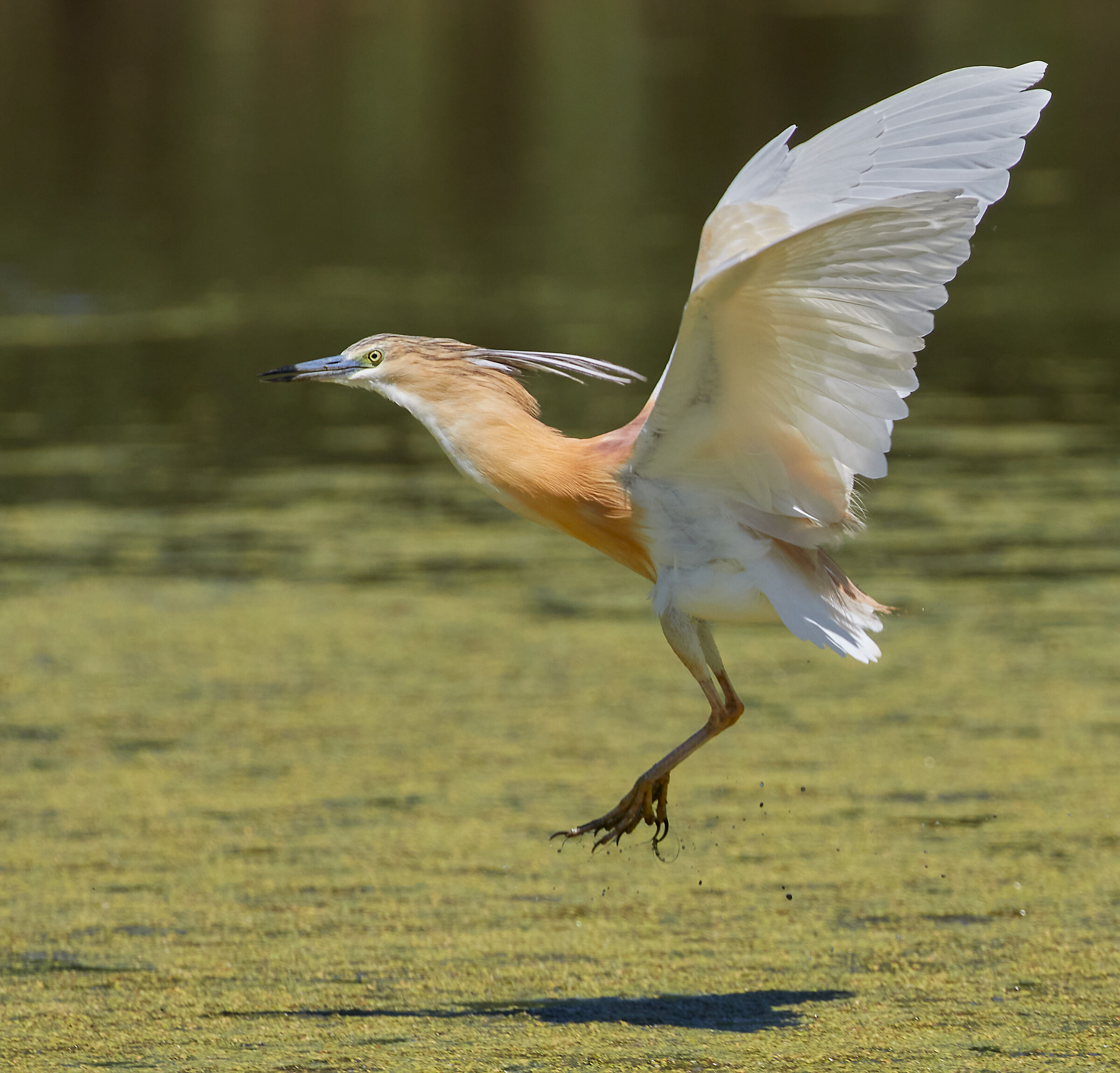 Squacco heron
