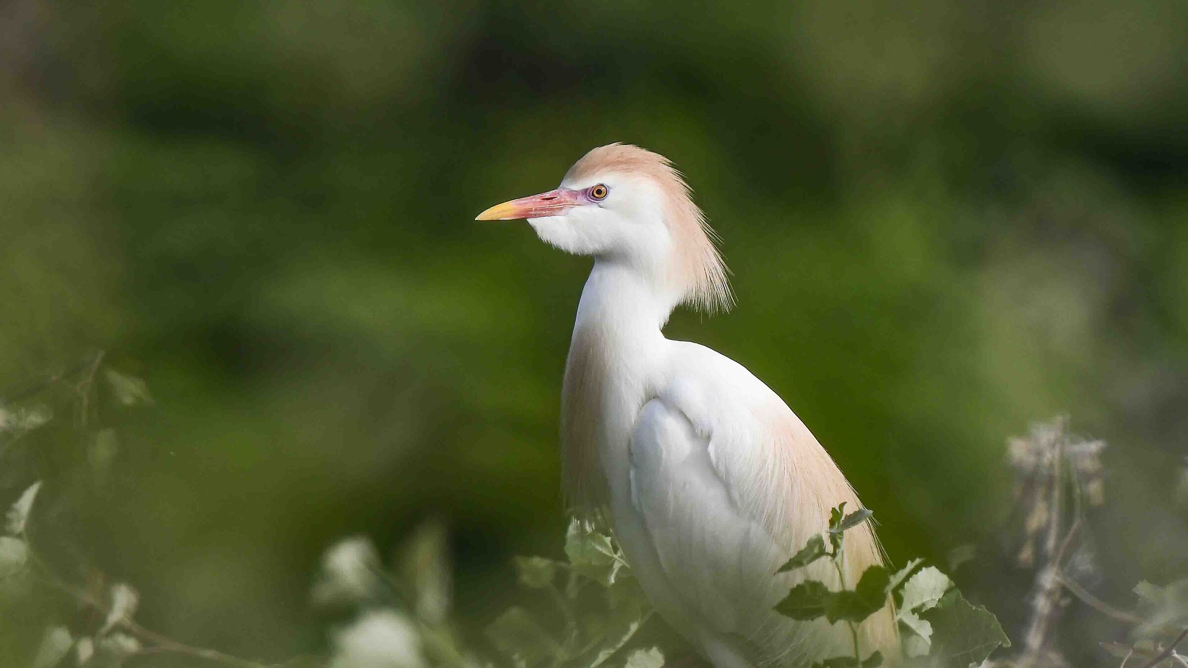 Guardabuoi infrascato nella vegetazione