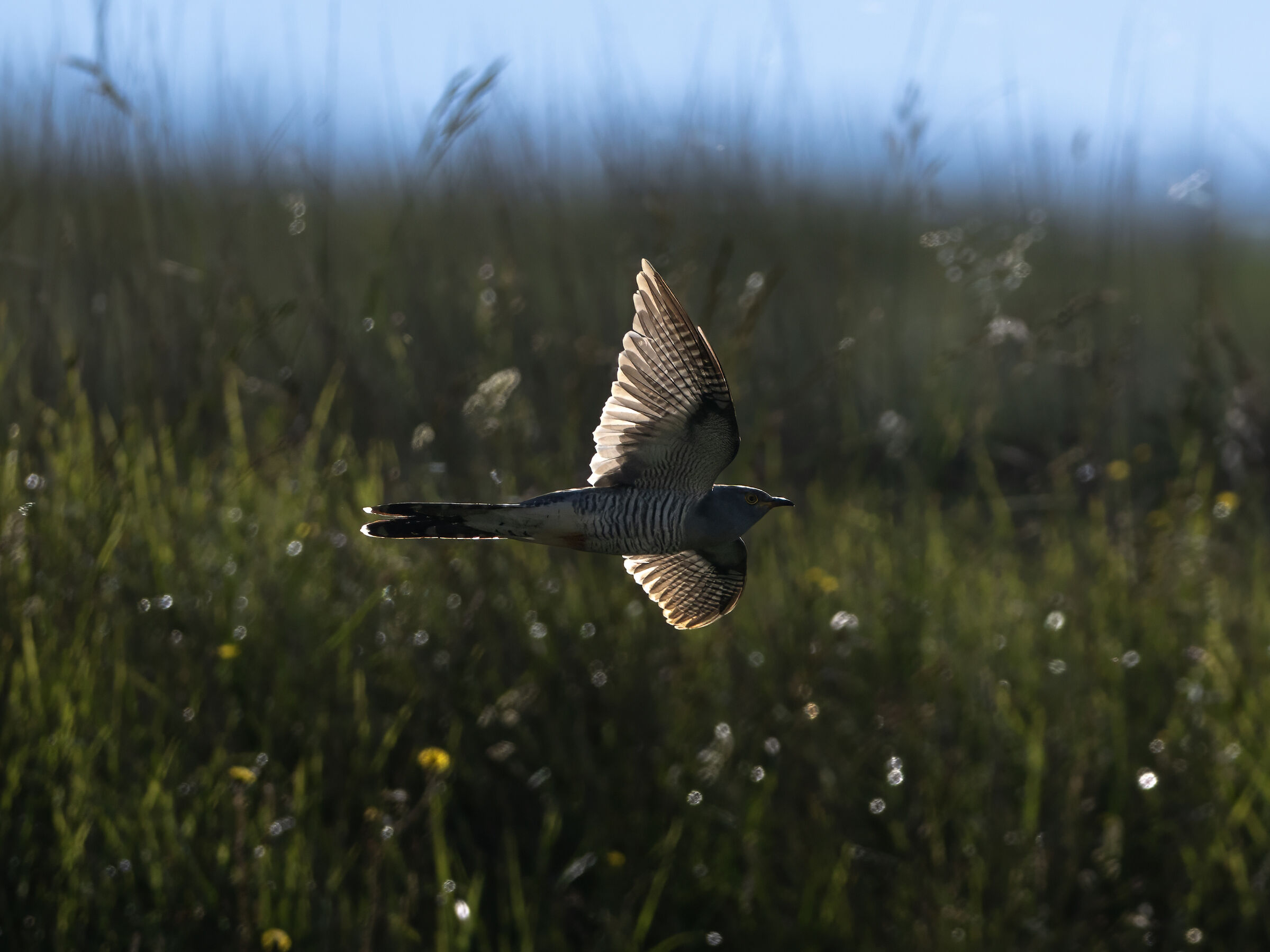 Cuckoo
