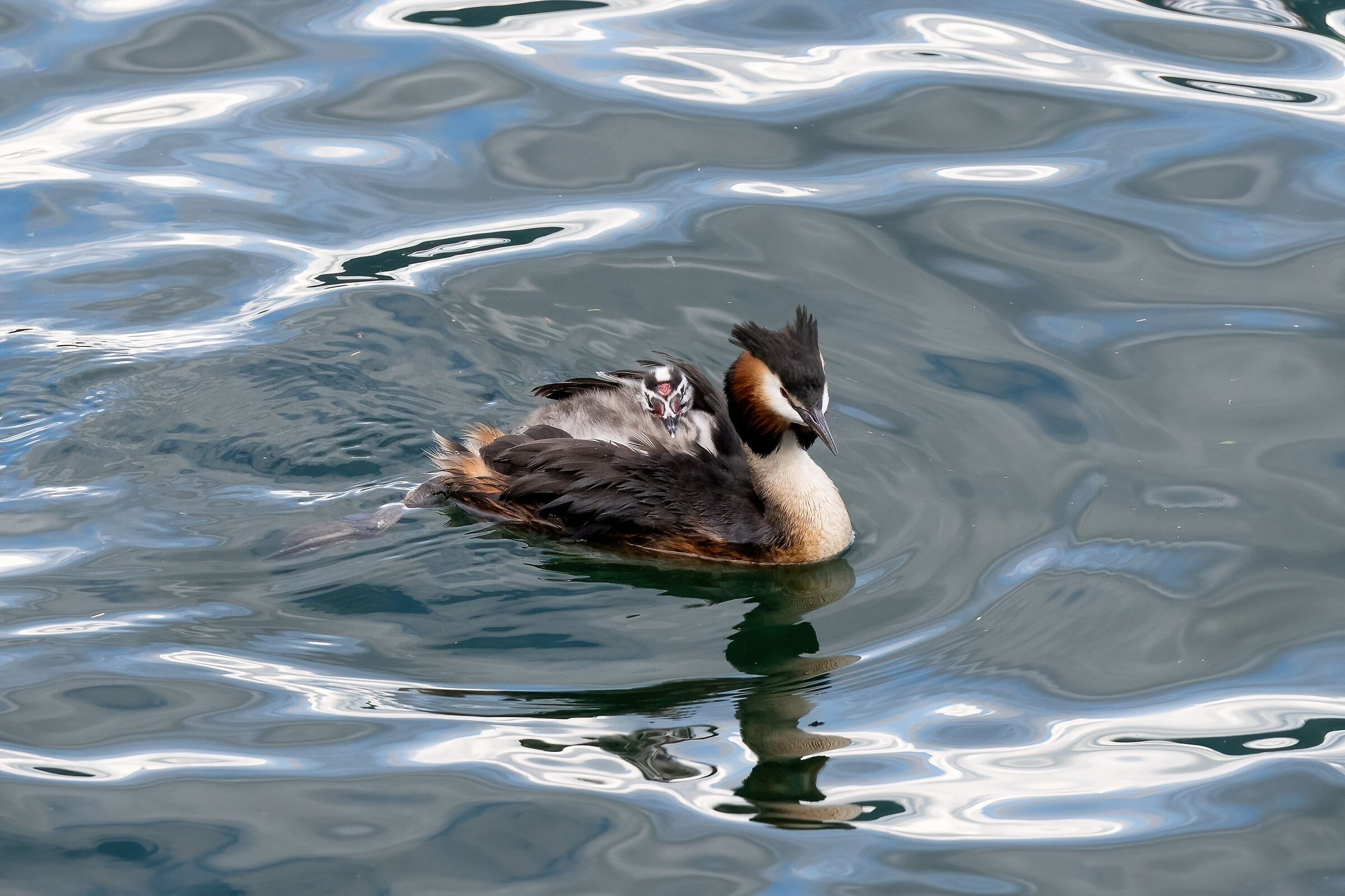 The Grebe and His Pullet