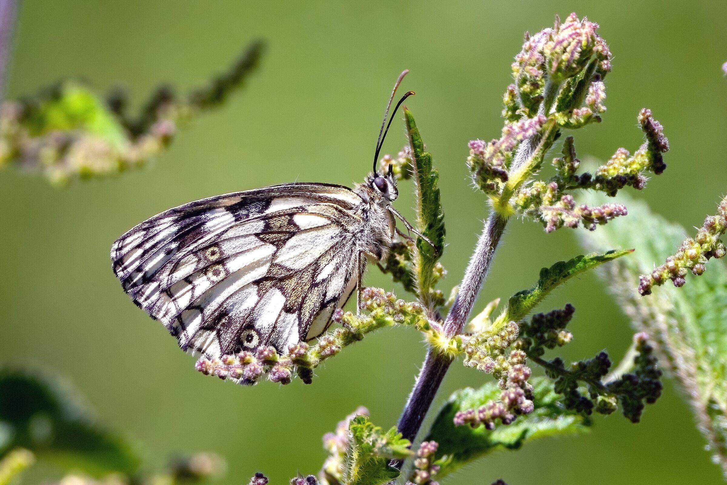 Melanargia galathea.