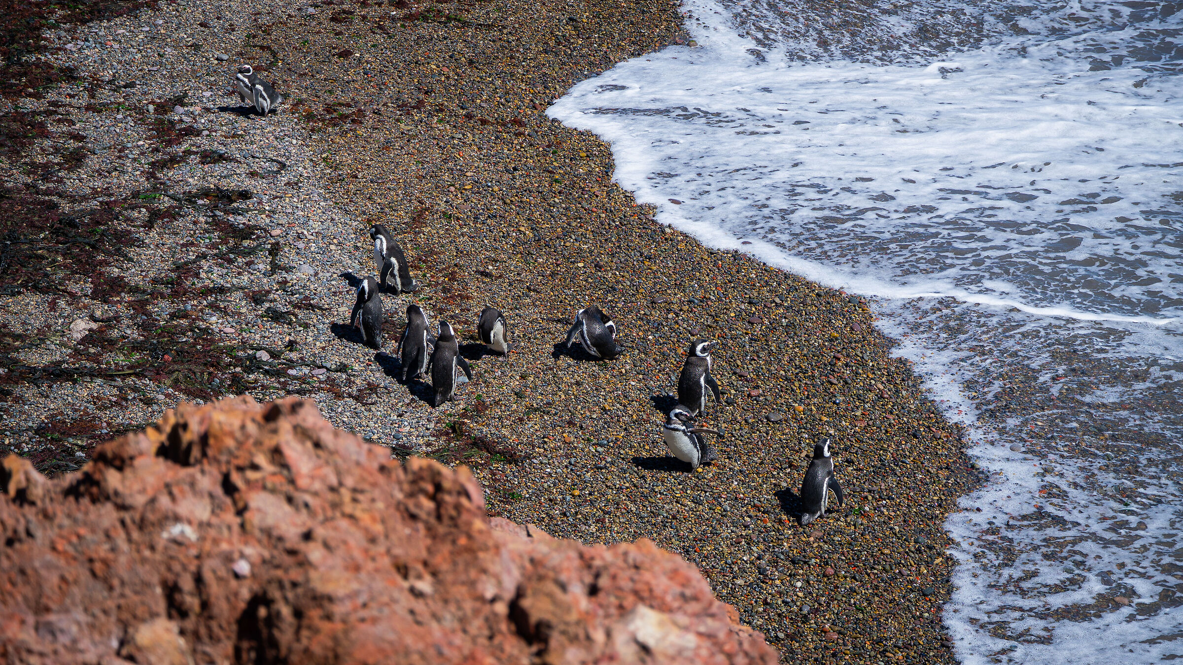 La più grande colonia di pinguini del Sud America