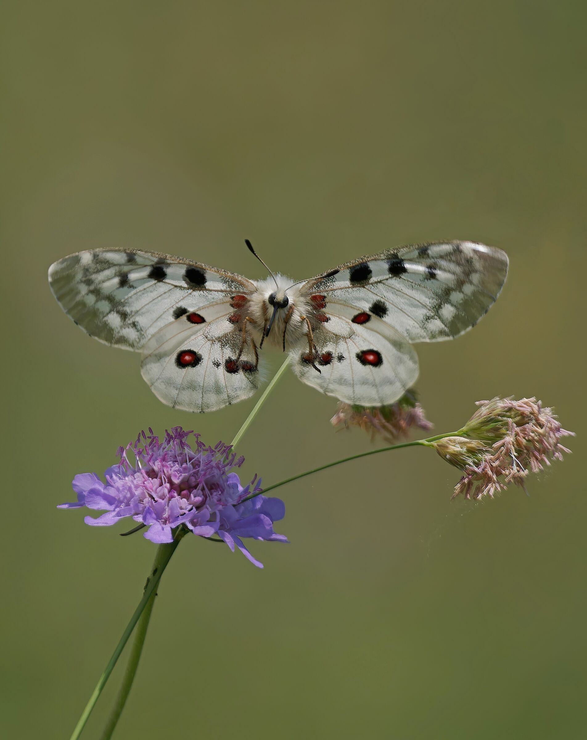 Apollo in flight