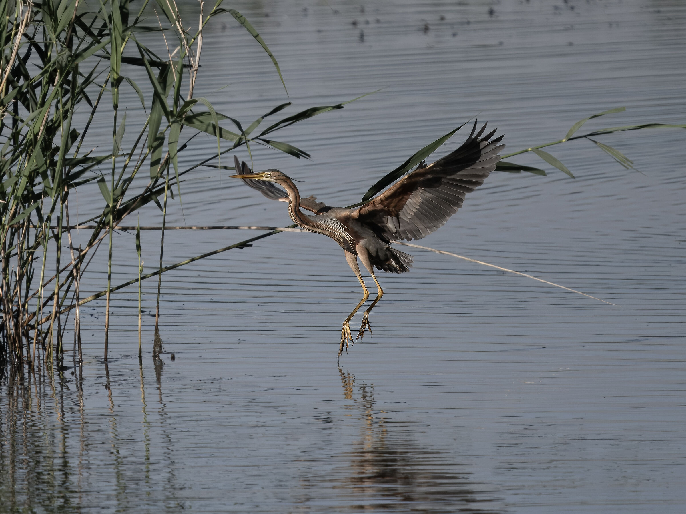 Purple heron