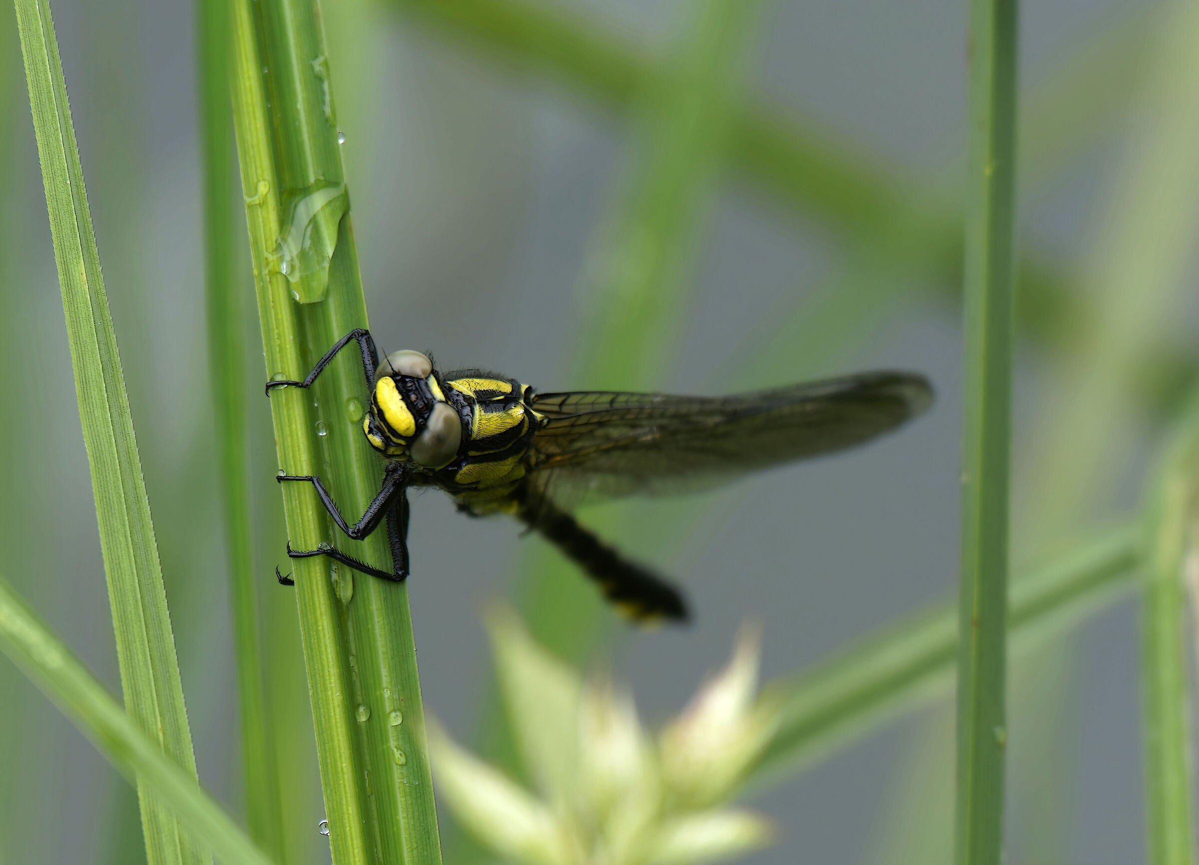 Libellula