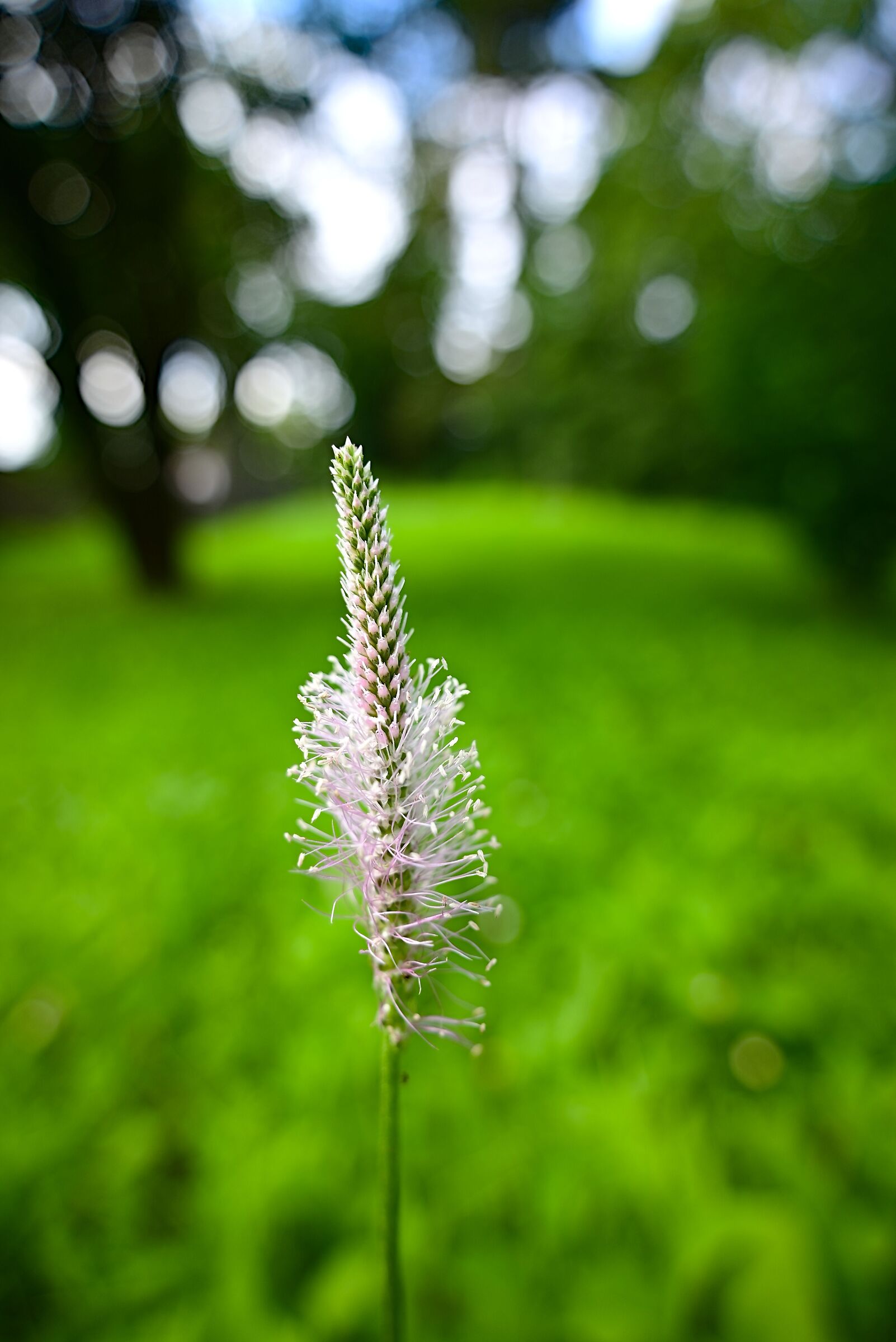 Middle plantain (Plantago media)