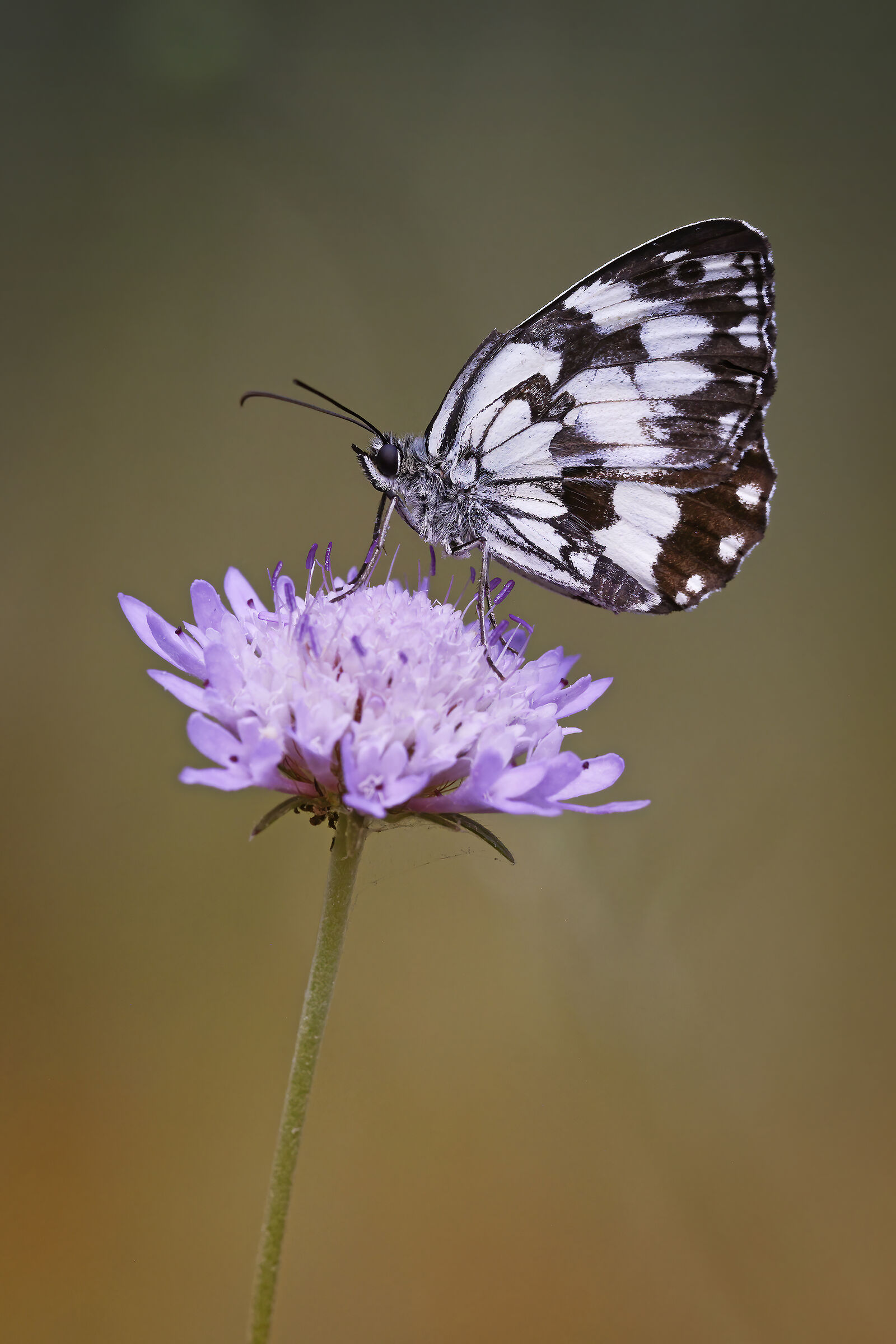 Melanargia galathea