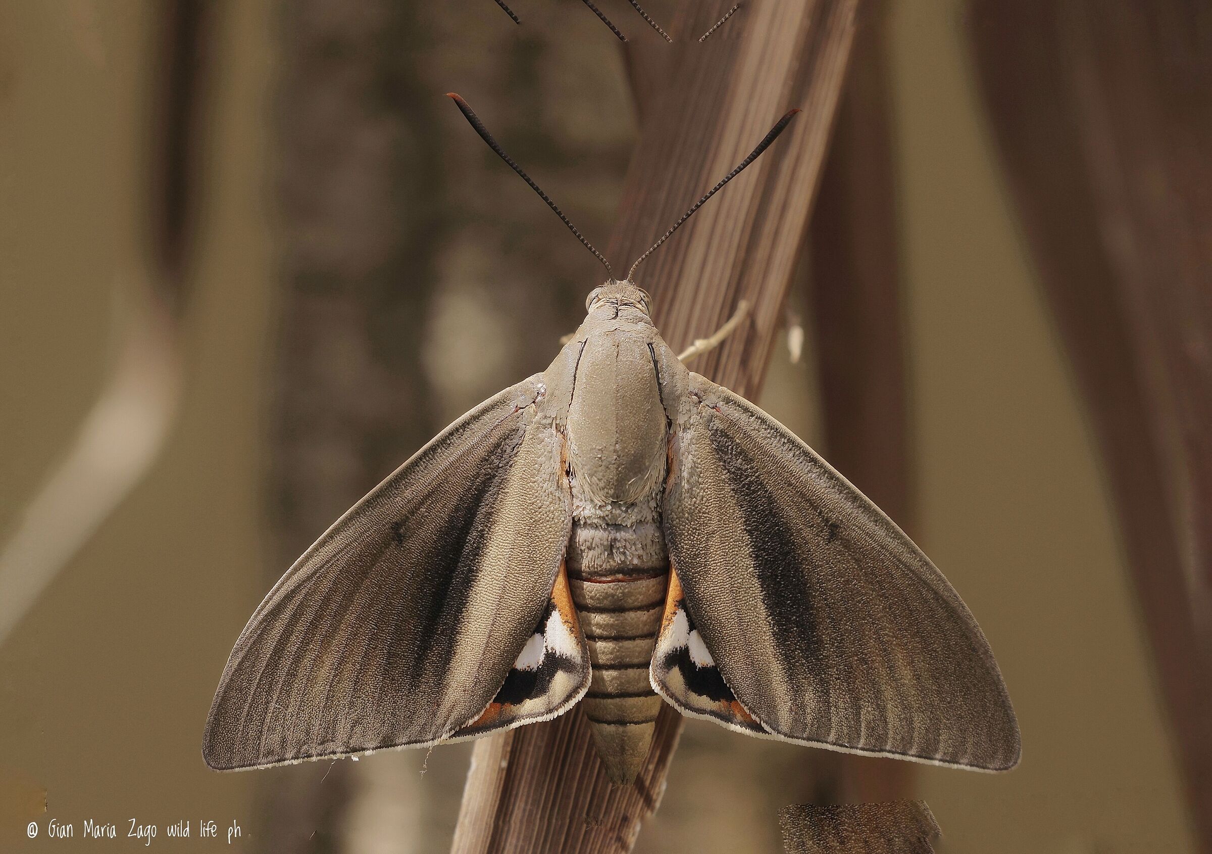 Paysandisia archon. Palm Tree Butterfly