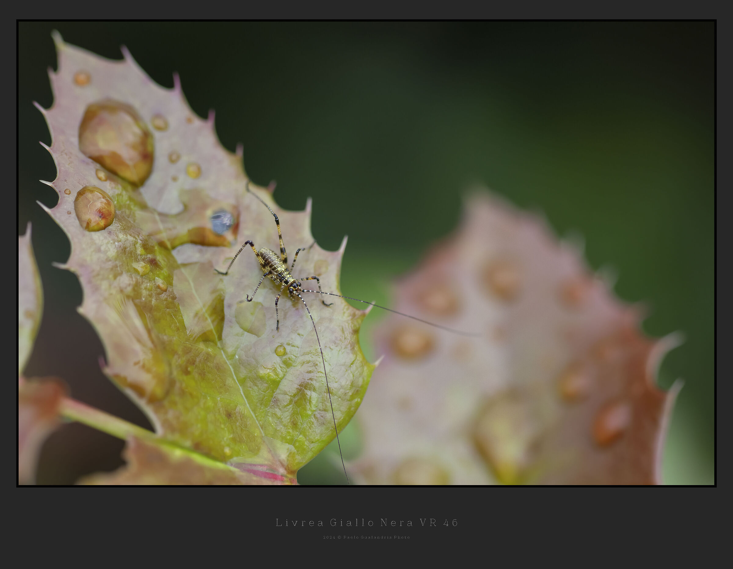 Livrea Giallo Nera VR 46...!!