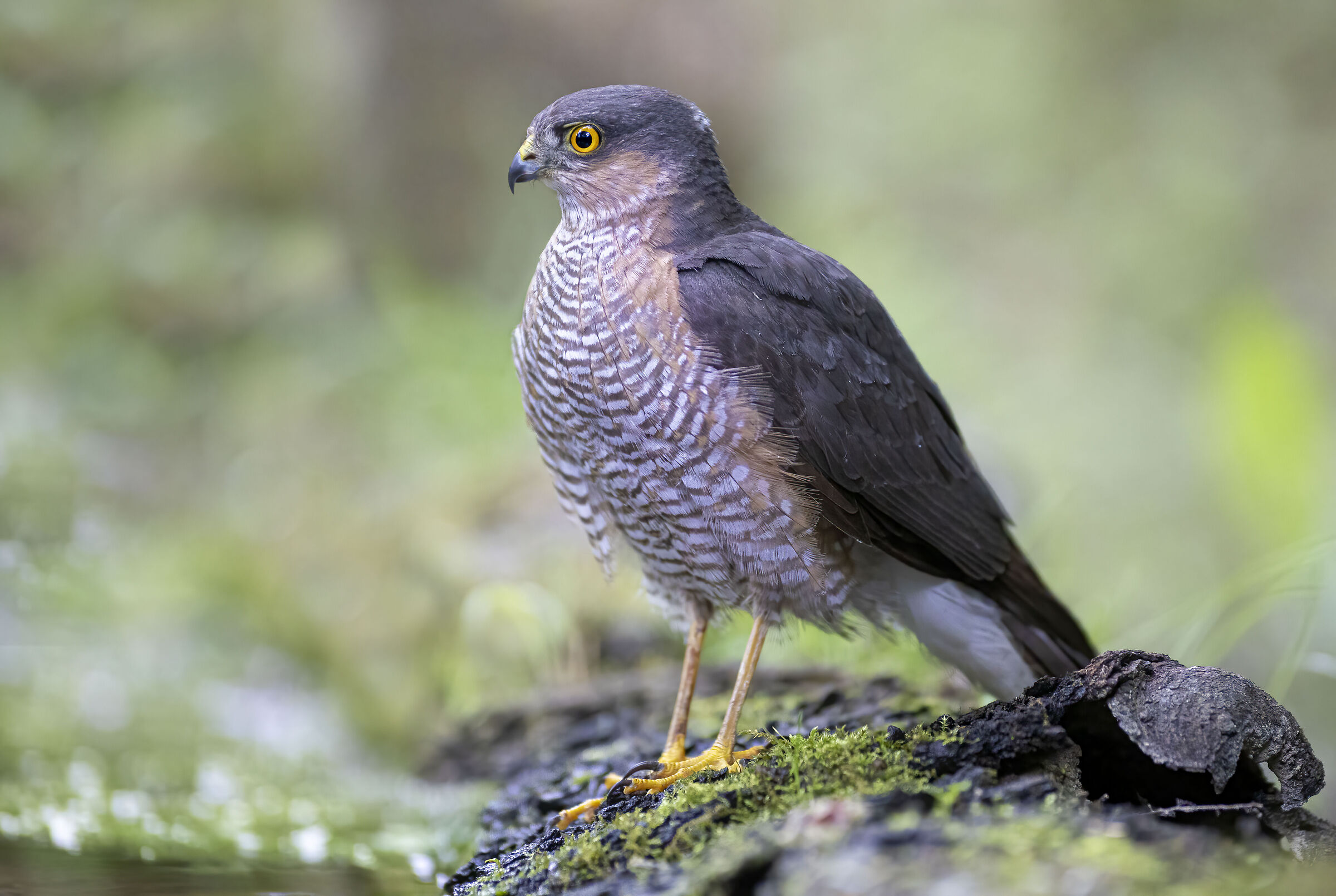 Sparrowhawk in concentration