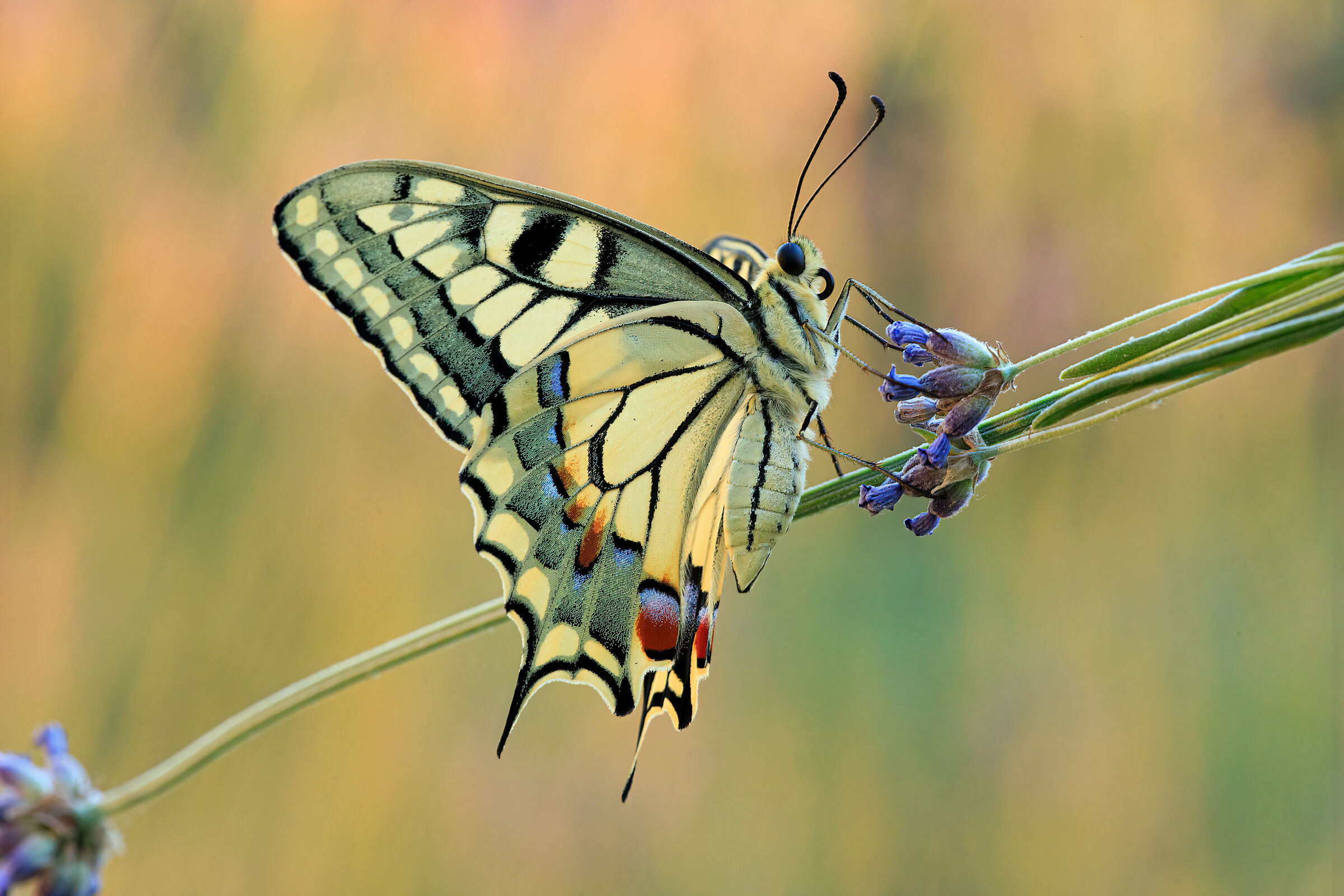 Sua maestà, il Macaone