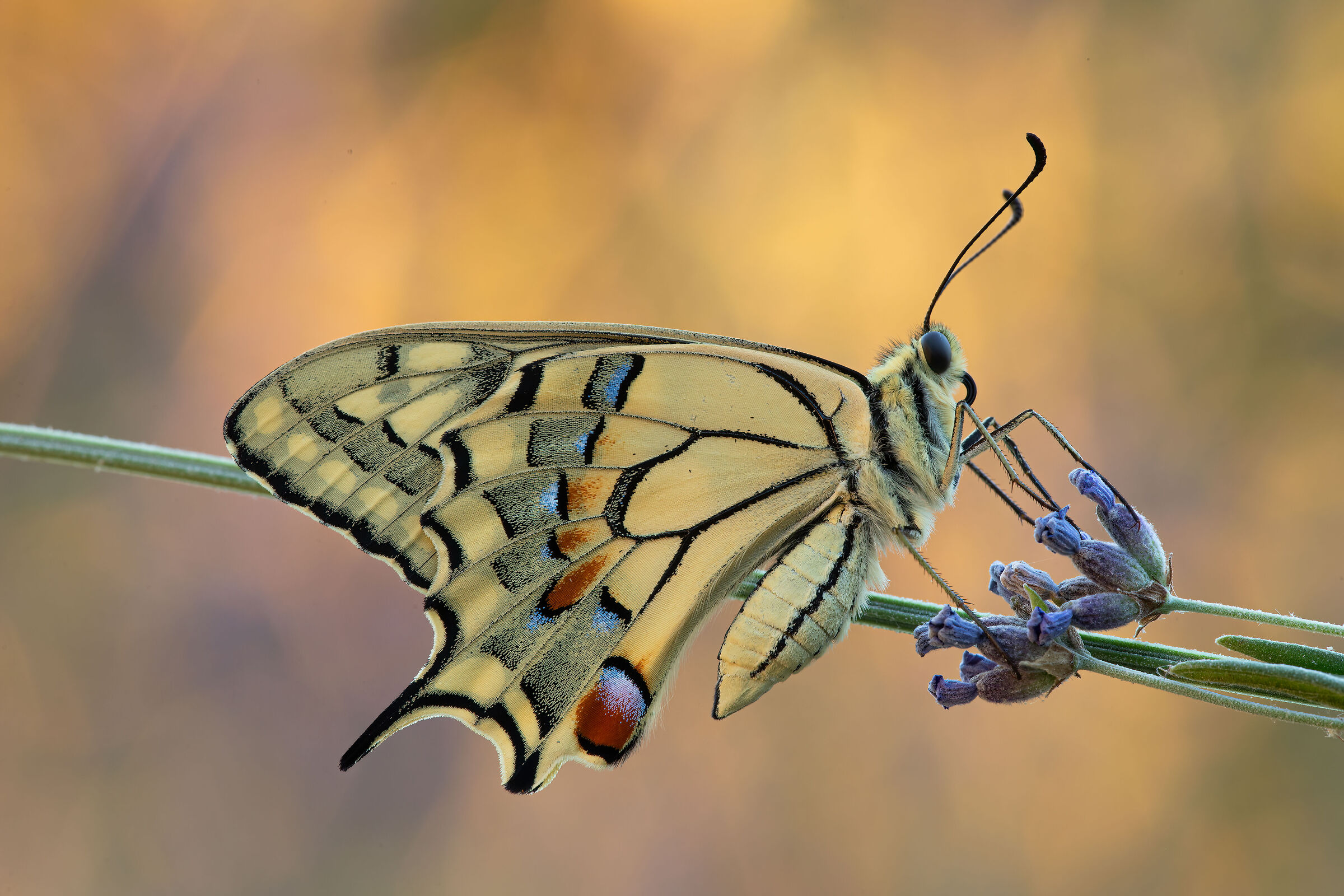 Sua maestà, il Macaone..