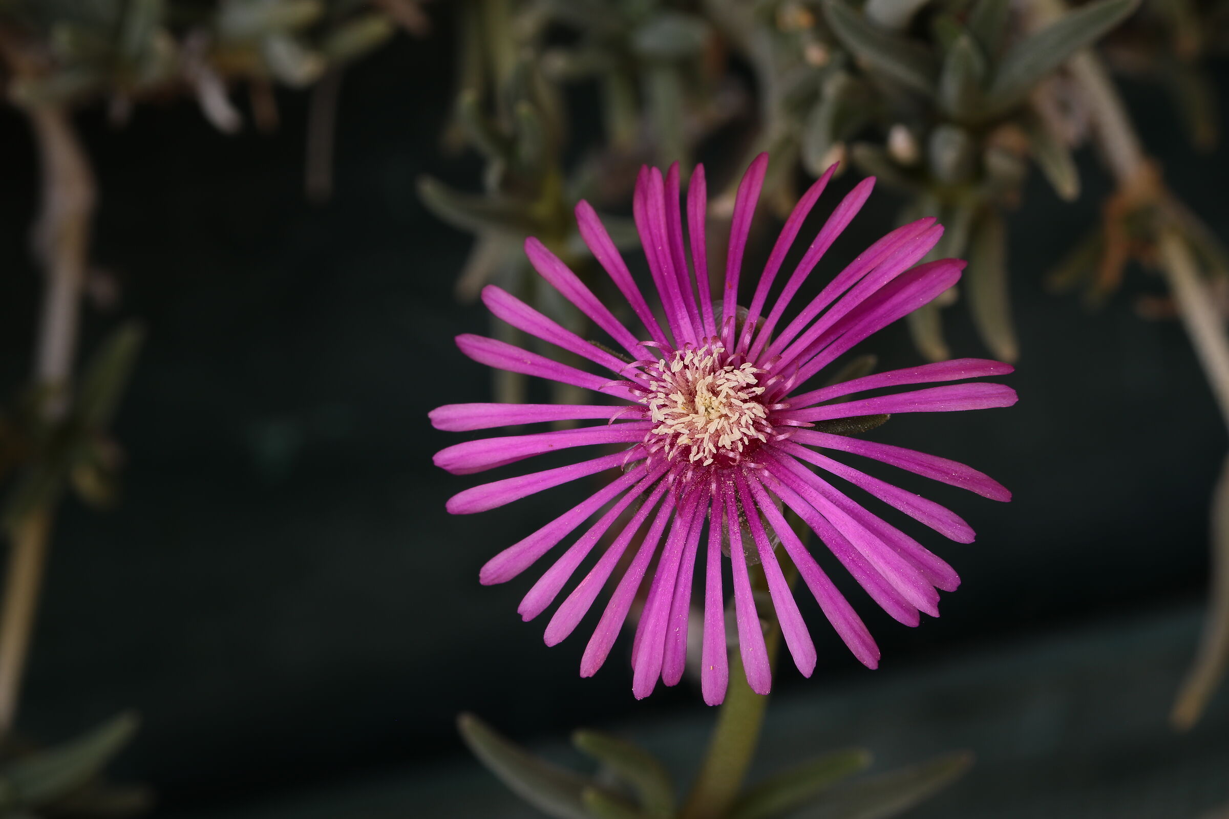 lampranthus spectabilis Cesano Mardeno MB 22/05/2020