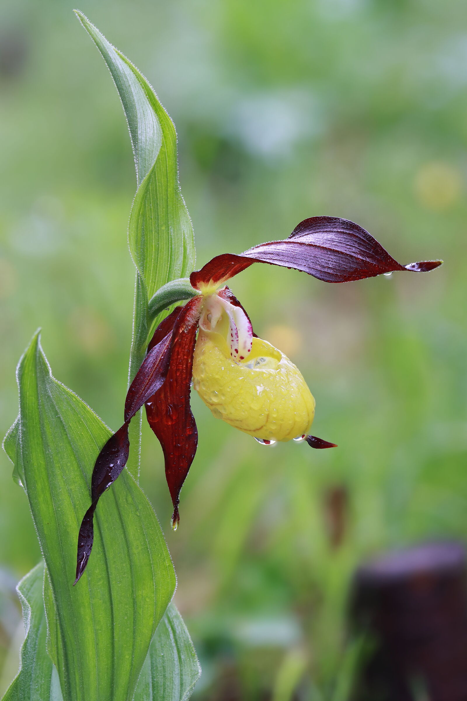 Cypripedium calceolus
