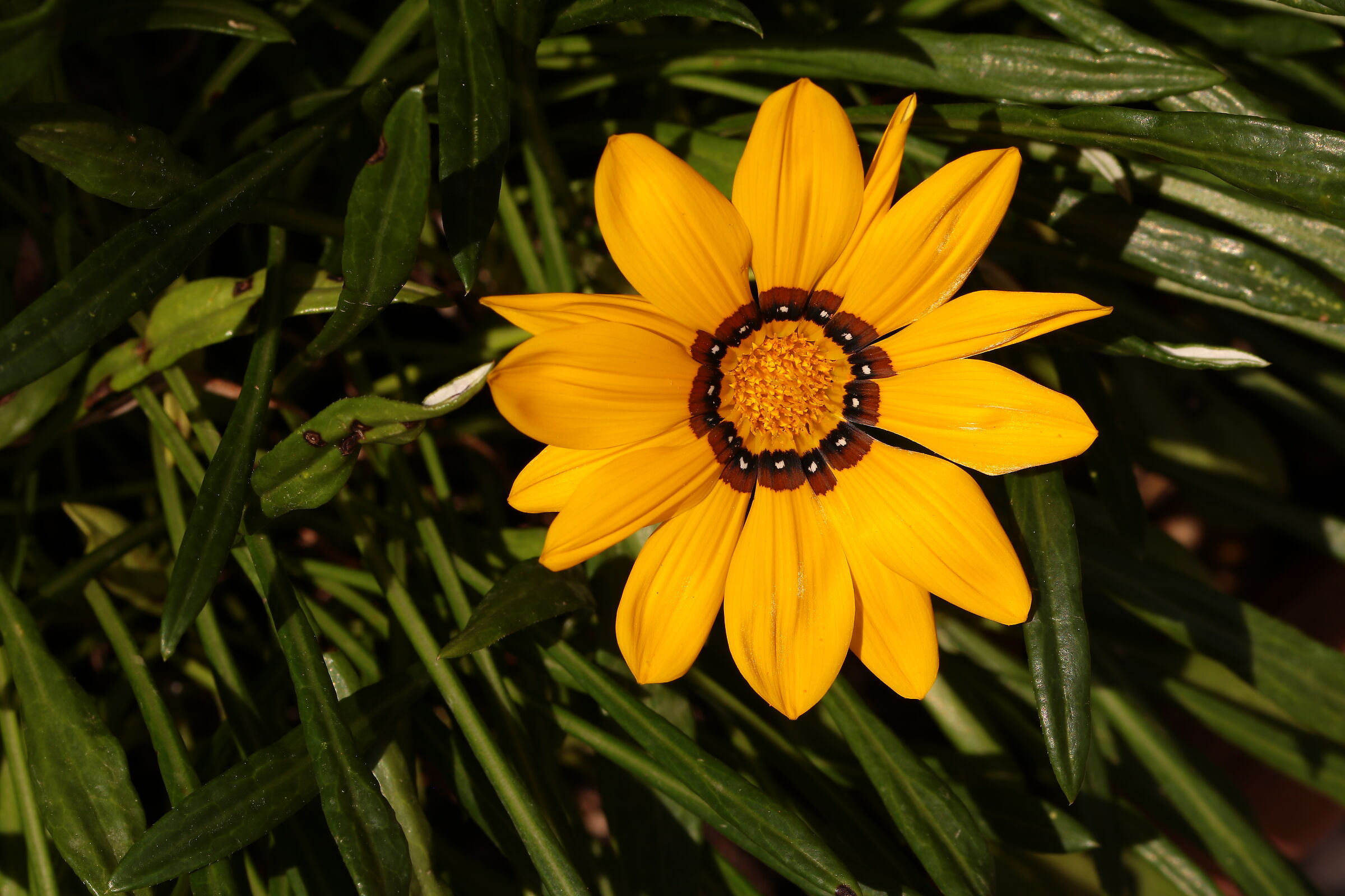 Gazania Strisciante Cesano Maderno MB 17/06/2024