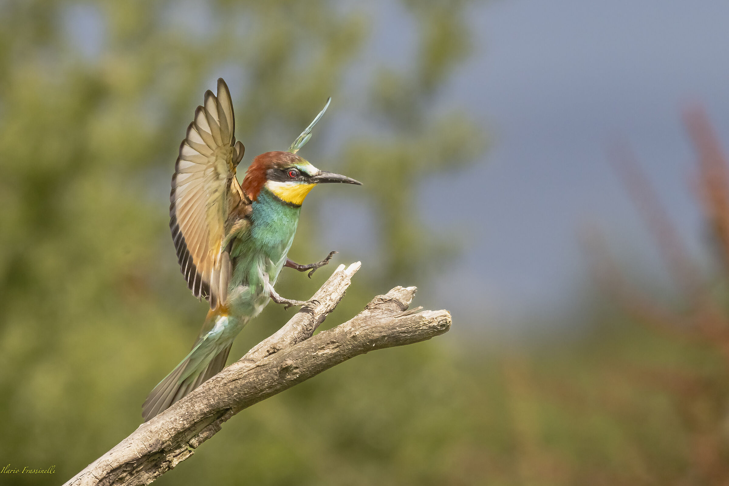 Bee-eater