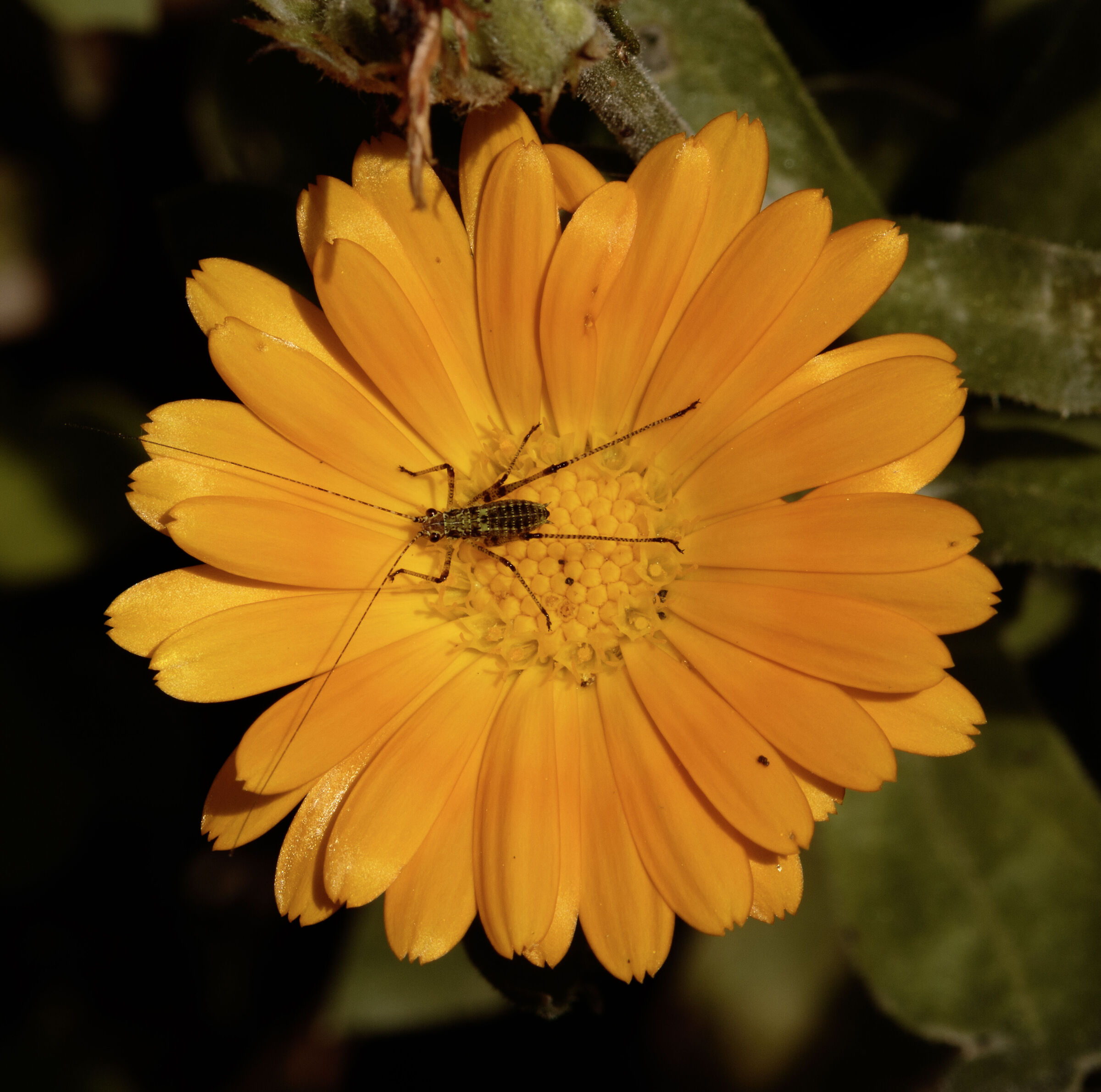 Calendula in my garden Cesano M. MB 17/06/2024