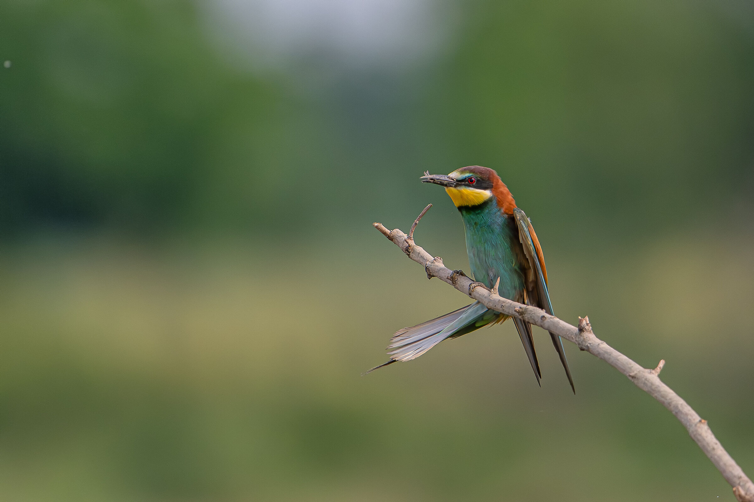 Bee-eater