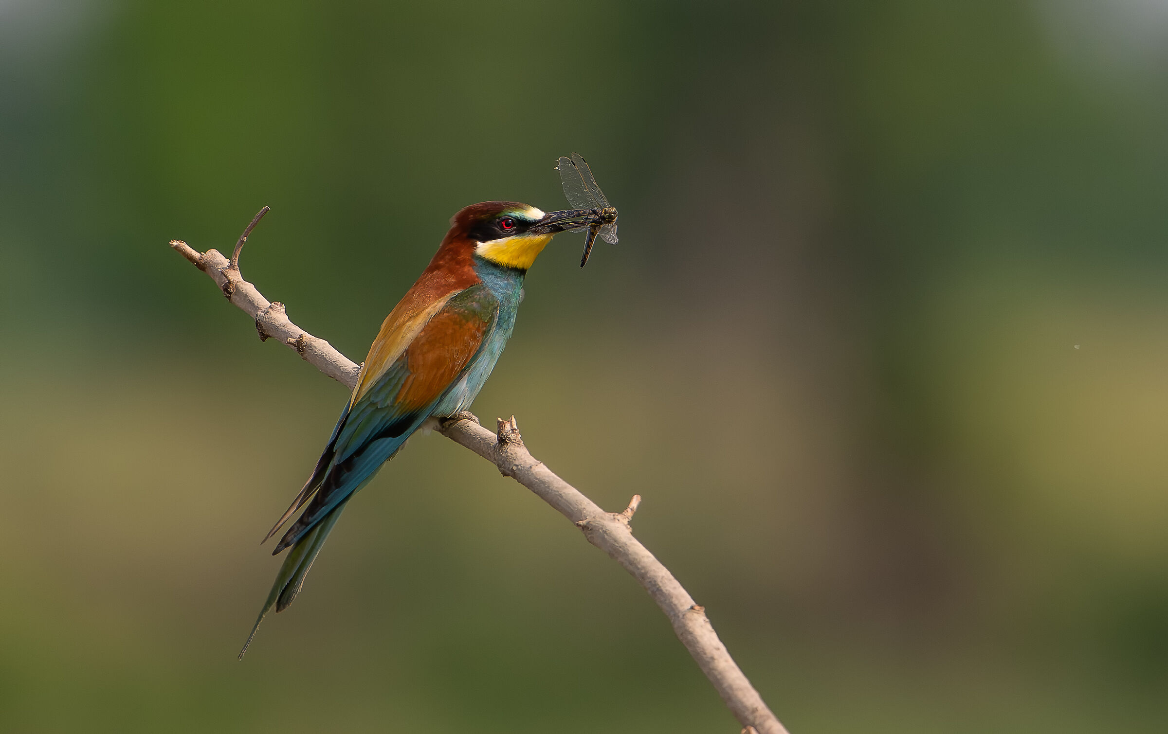 Bee-eater