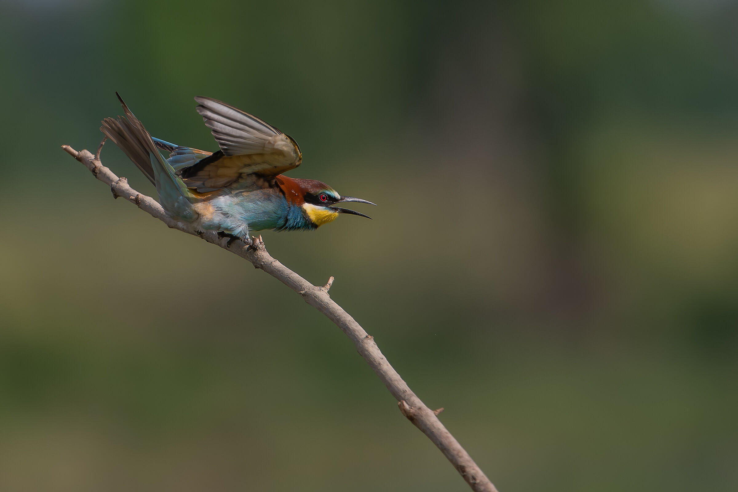 bee-eater