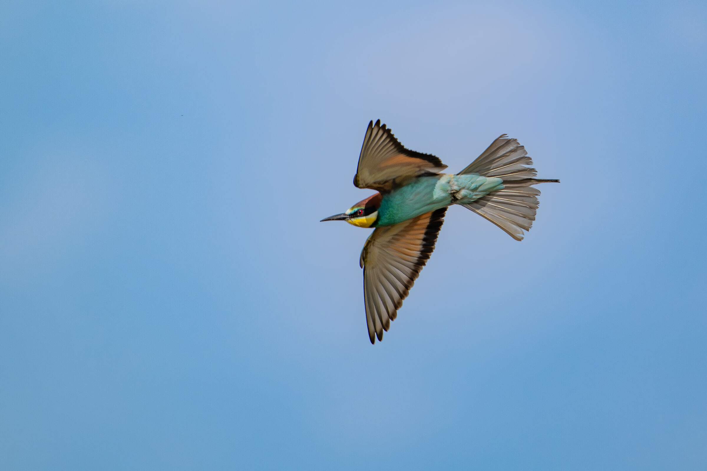 Bee-eater in flight