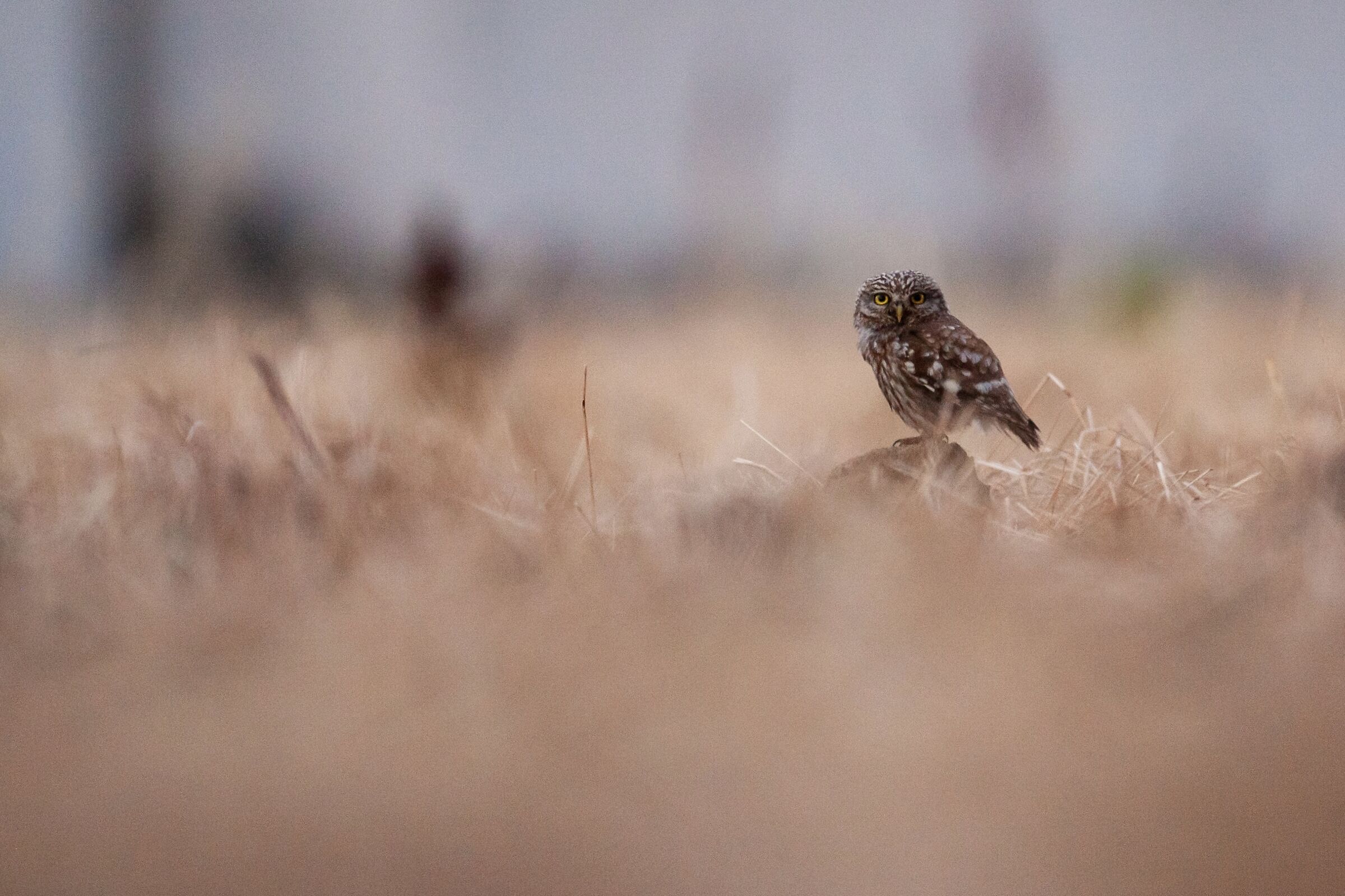 Civetta al tramonto vigile