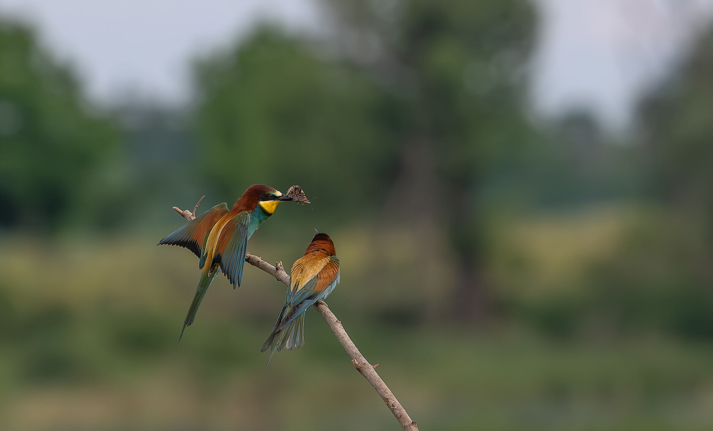 bee-eaters